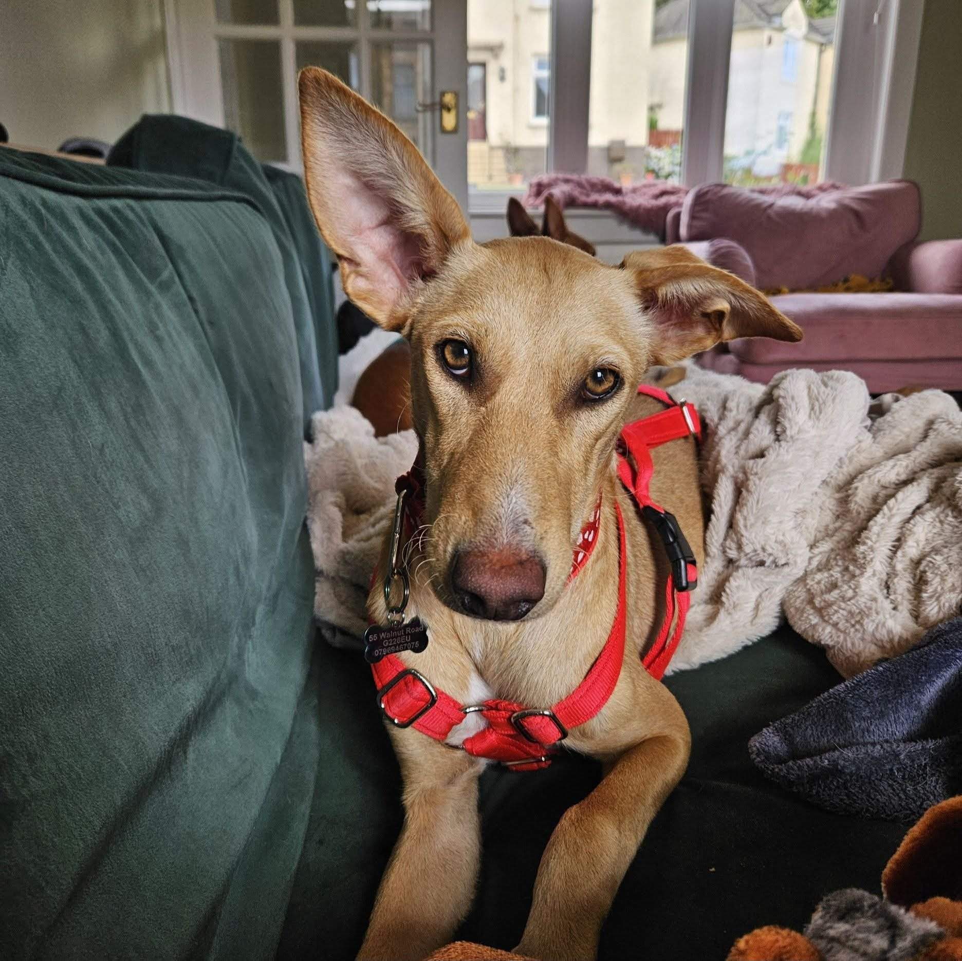 prudence-the-puppy_1369946058679012