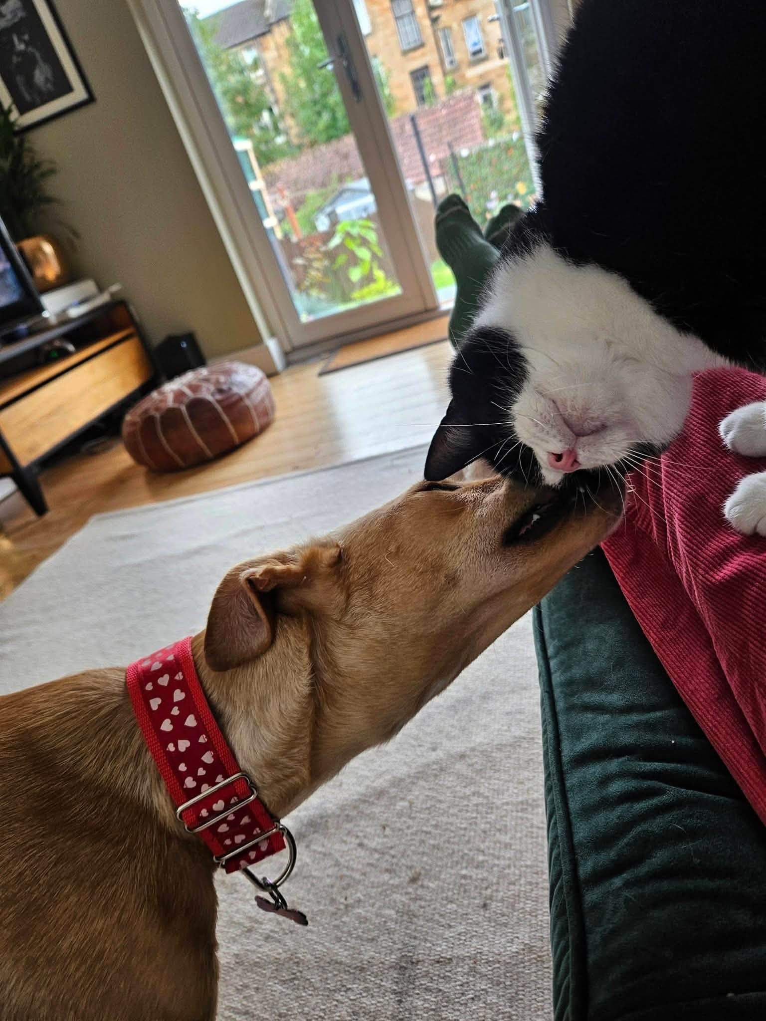 prudence-the-puppy_1375697878103830