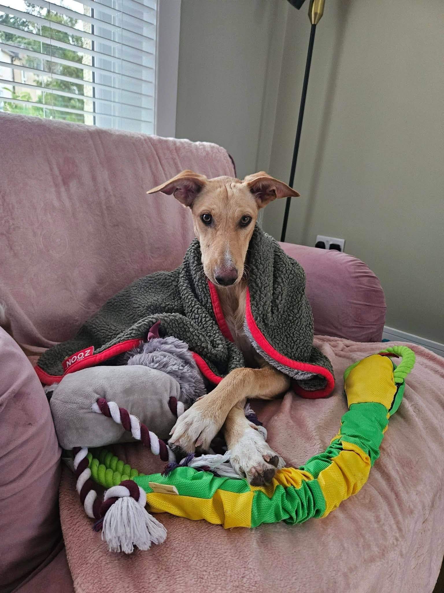 prudence-the-puppy_1375698594770425