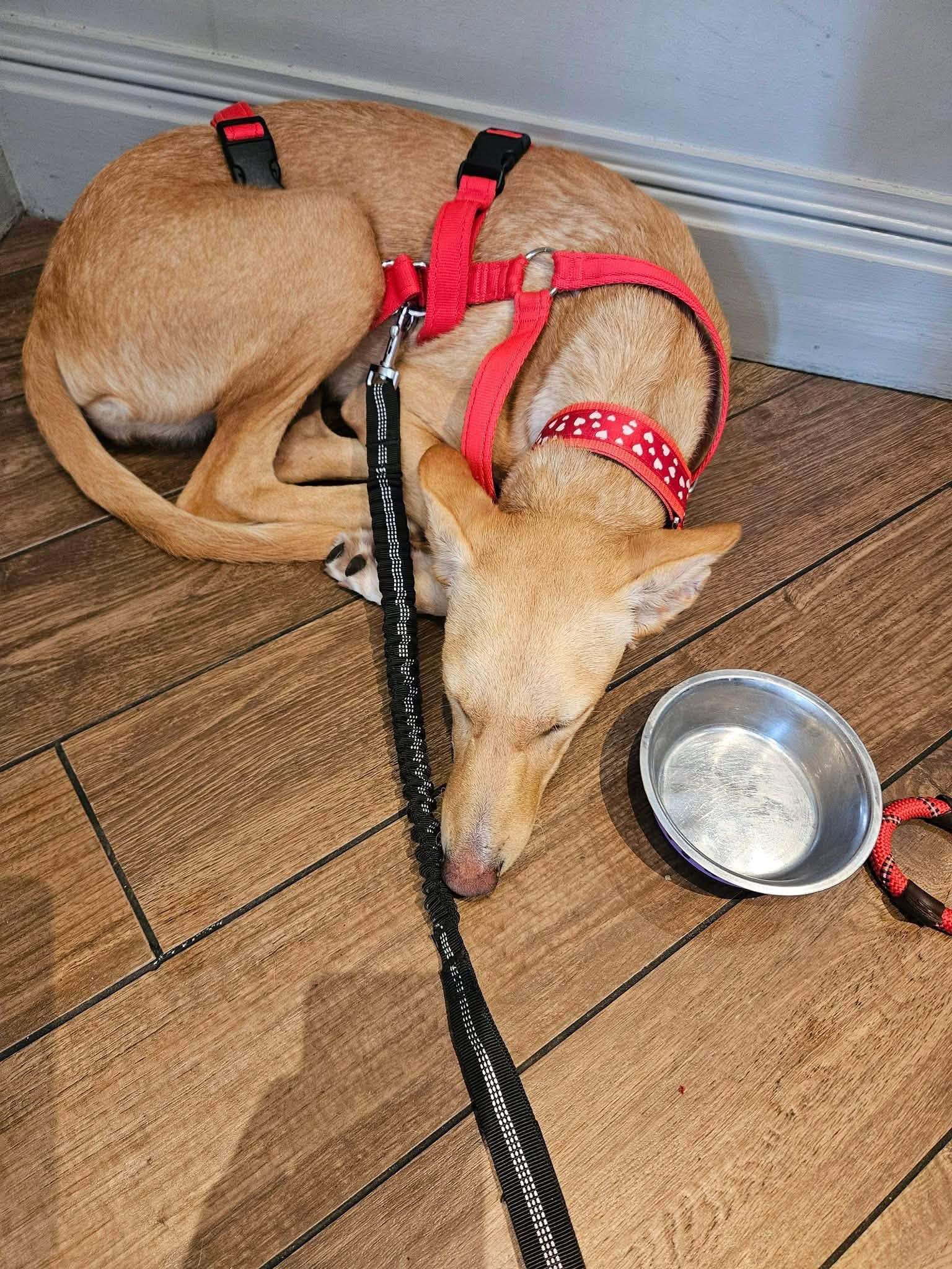 prudence-the-puppy_1375698608103757