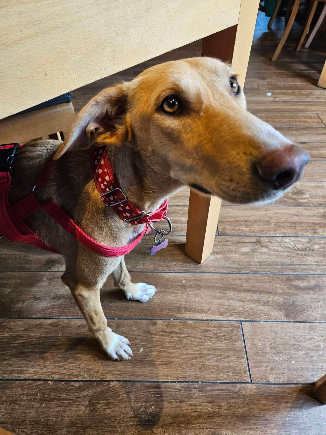 prudence-the-puppy_1375698651437086