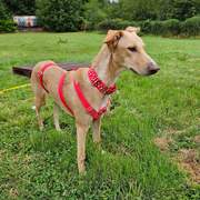 prudence-the-puppy_1375698738103744