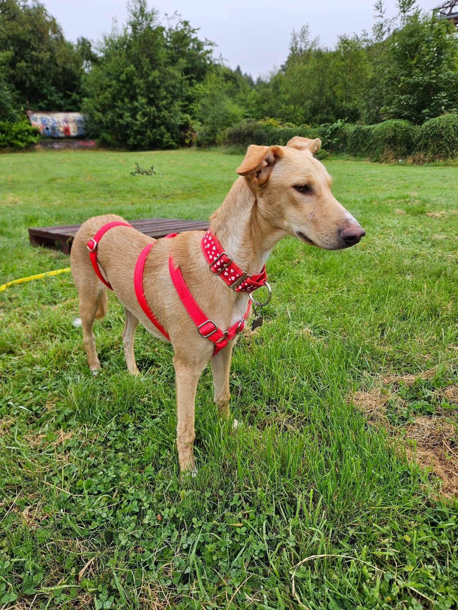 prudence-the-puppy_1375698738103744