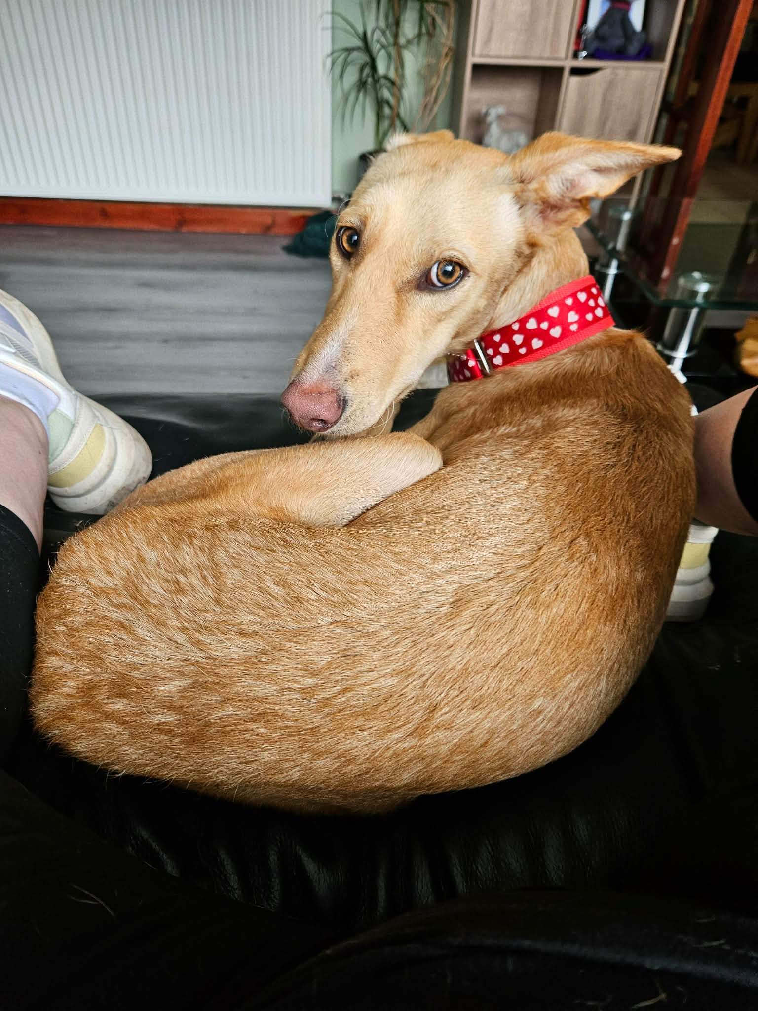prudence-the-puppy_1399205889086362