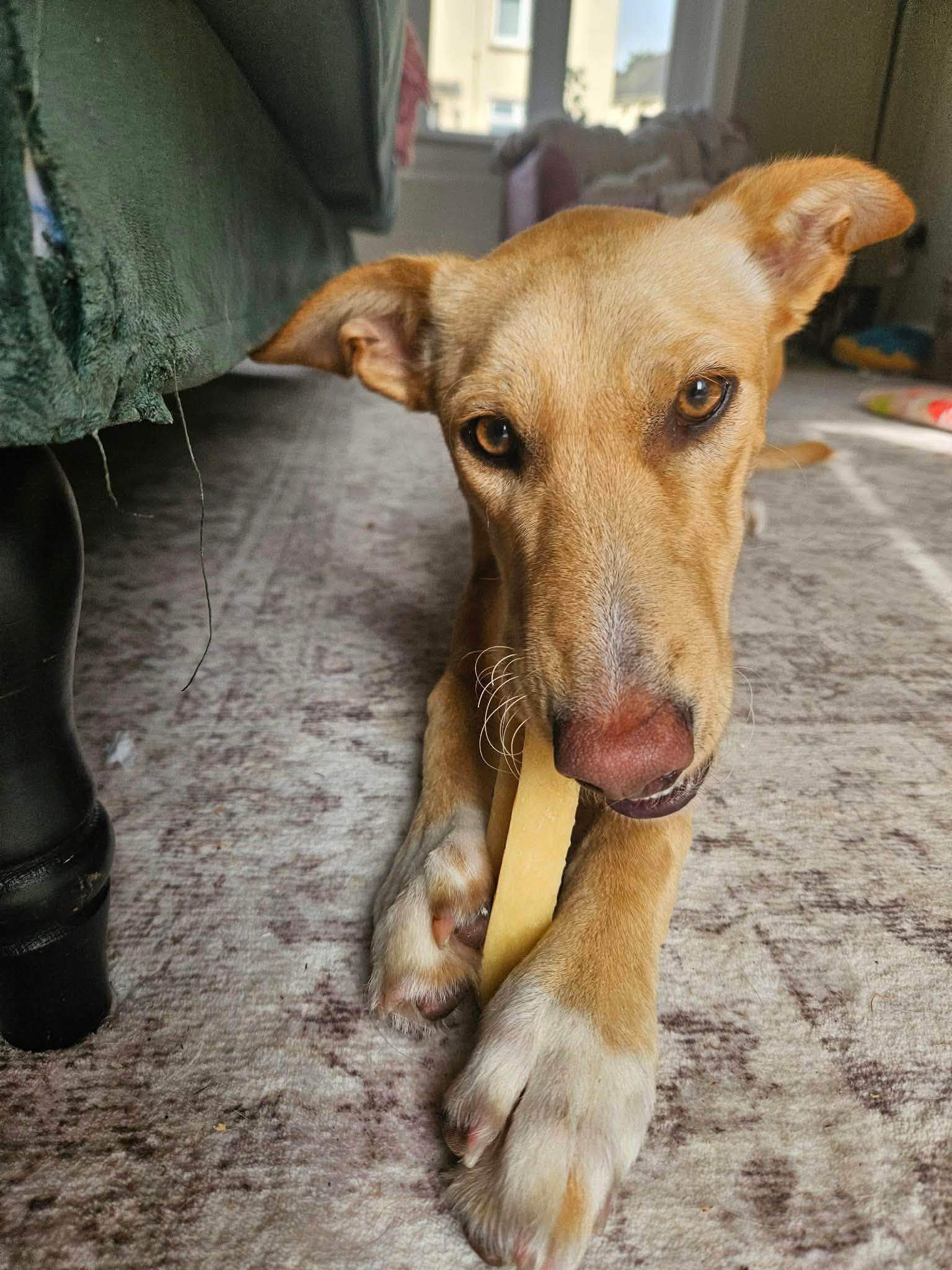 prudence-the-puppy_1409970274676590