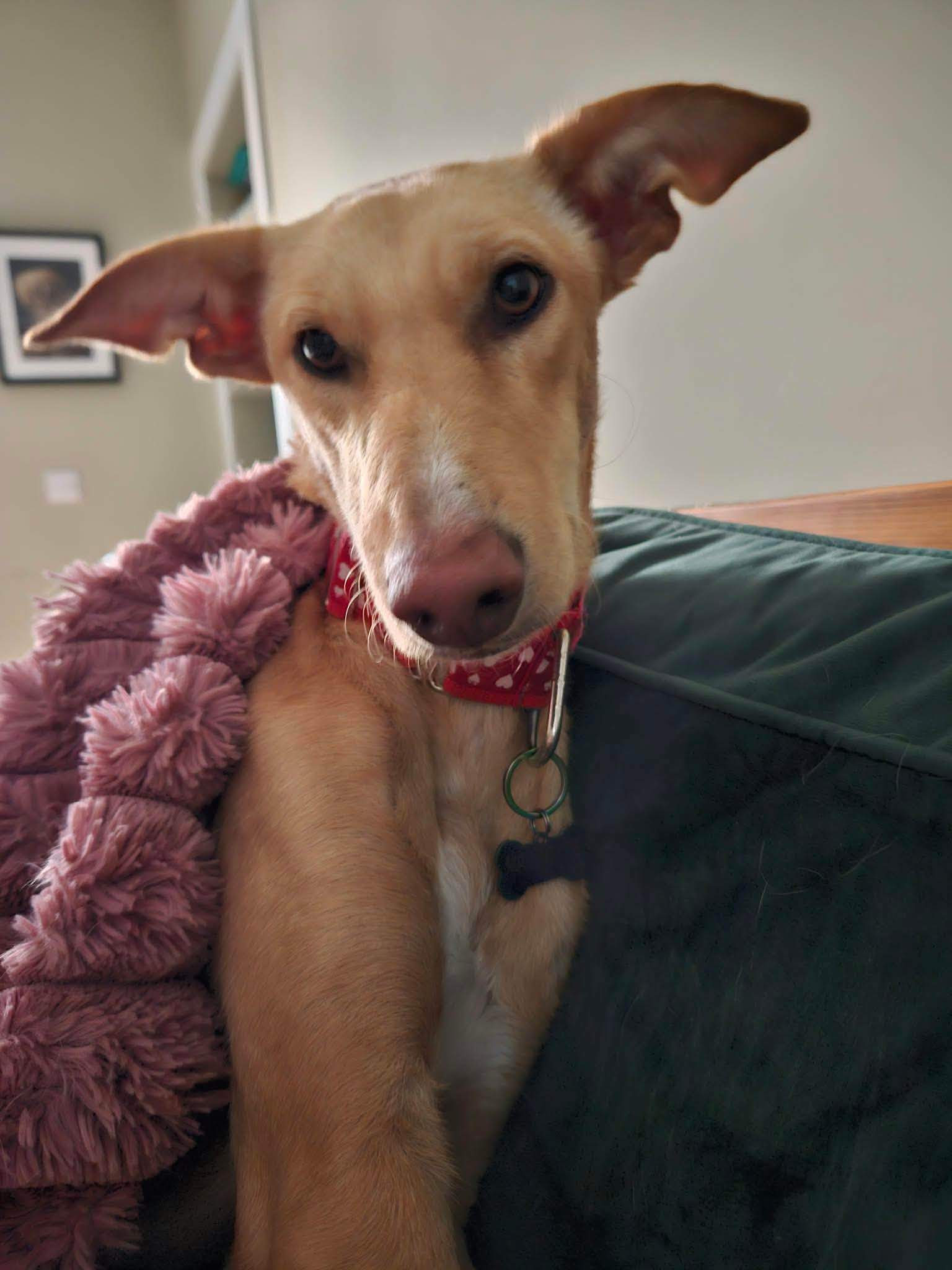 prudence-the-puppy_1409970311343253