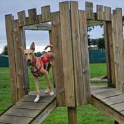 prudence-the-puppy_1409970408009910