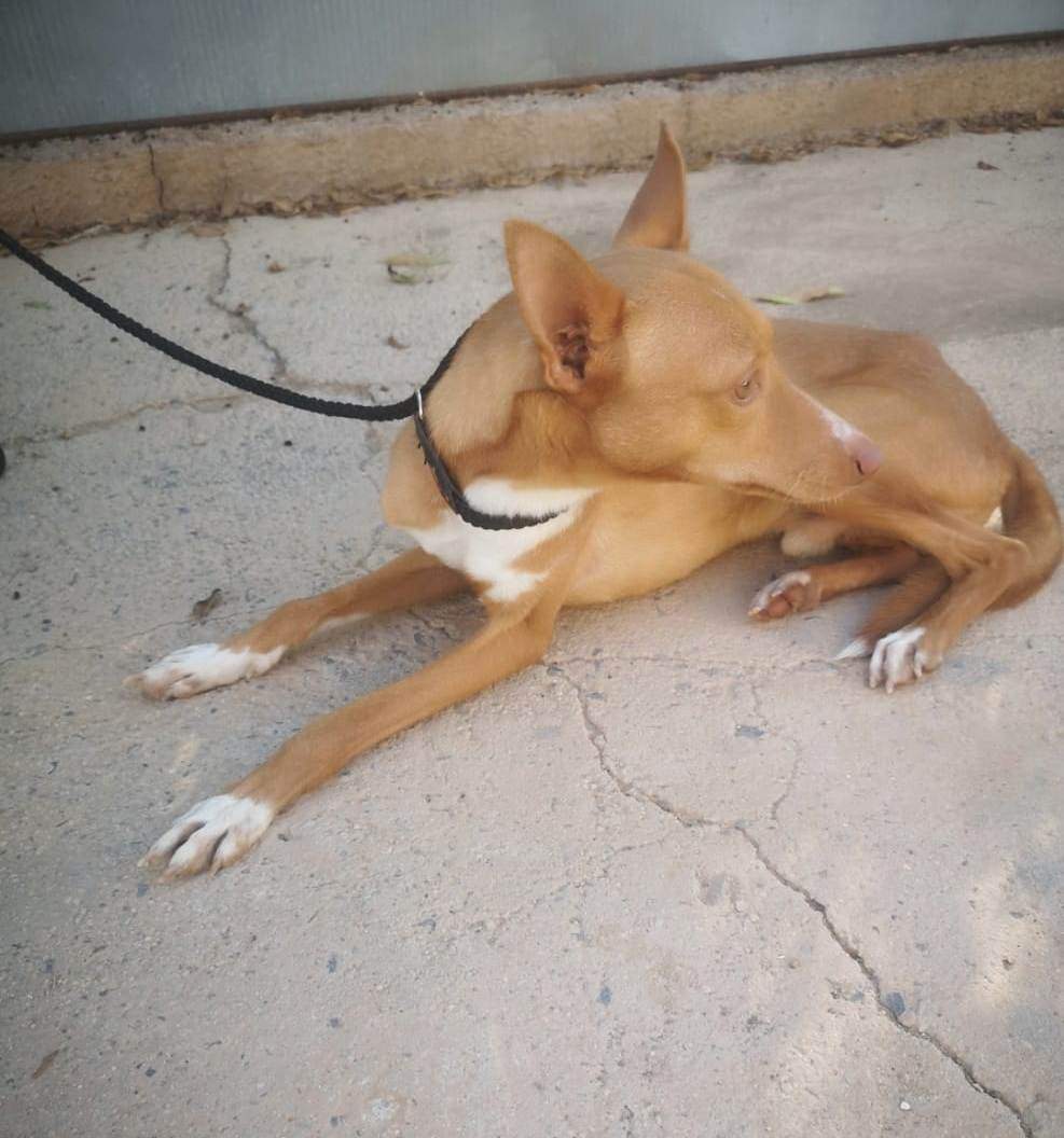 rayo_1121725606834393