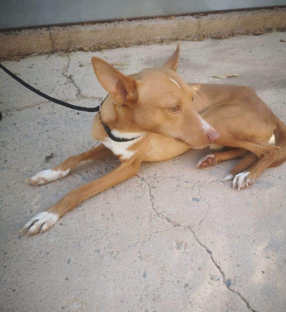 rayo_1121725613501059