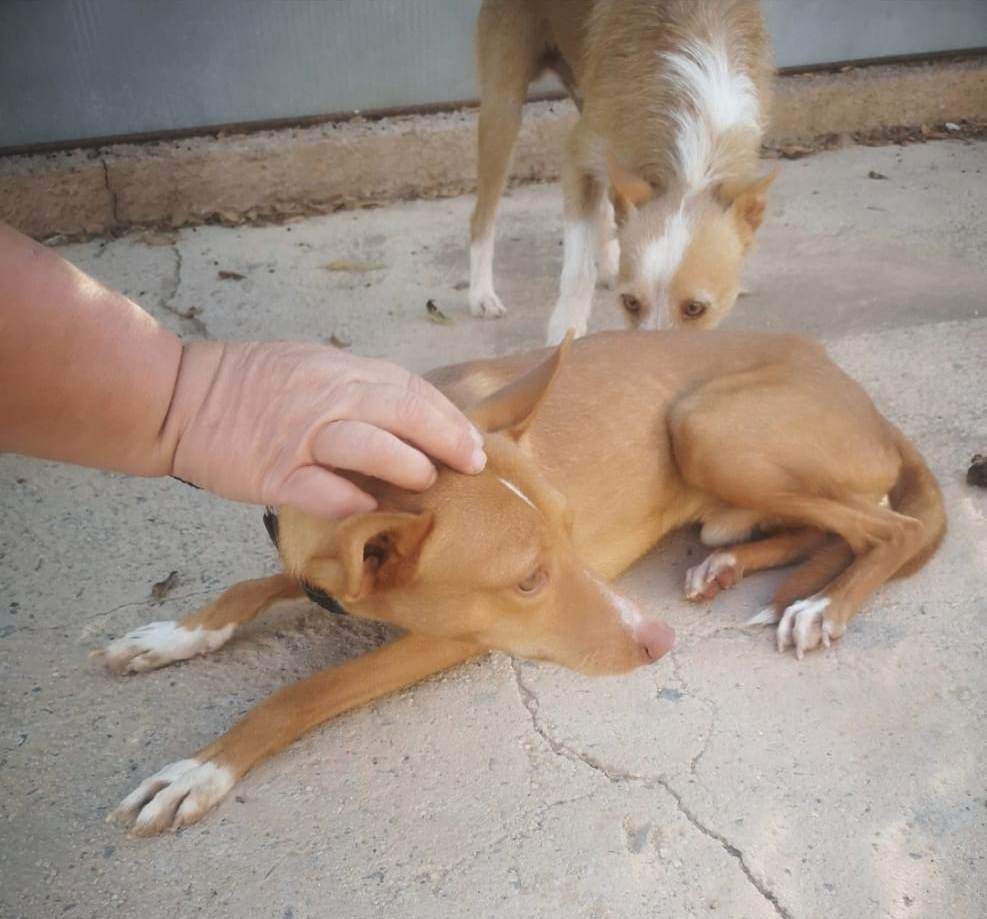 rayo_1121725666834387