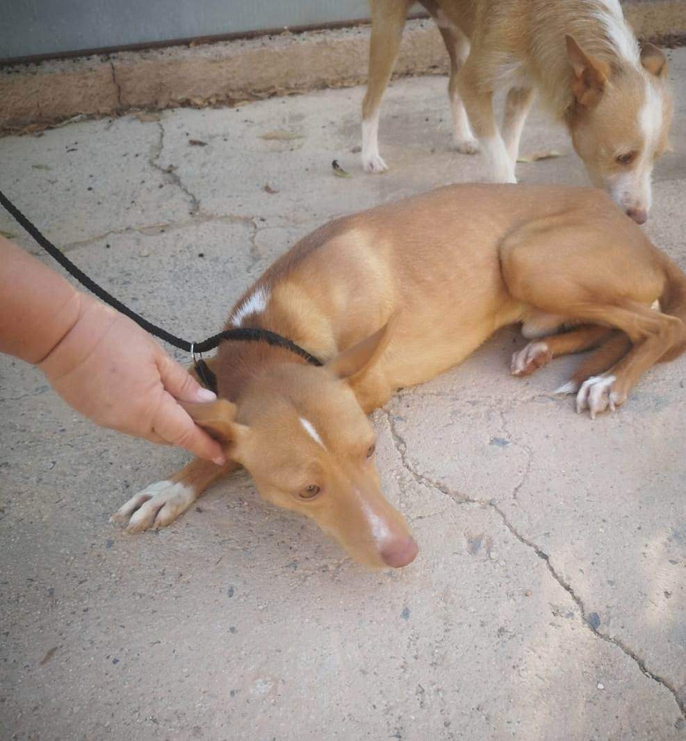 rayo_1121725686834385