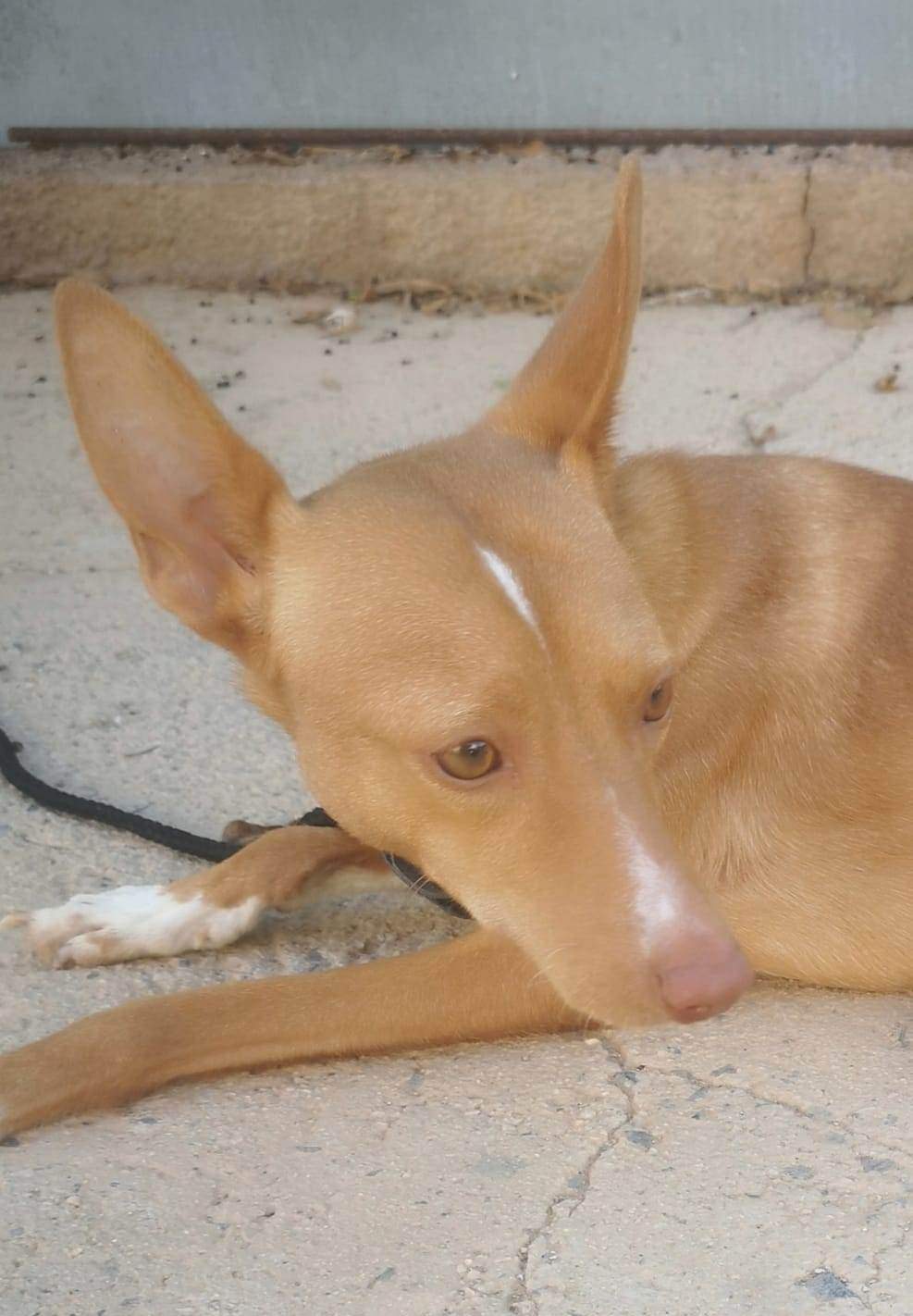 rayo_1121725703501050