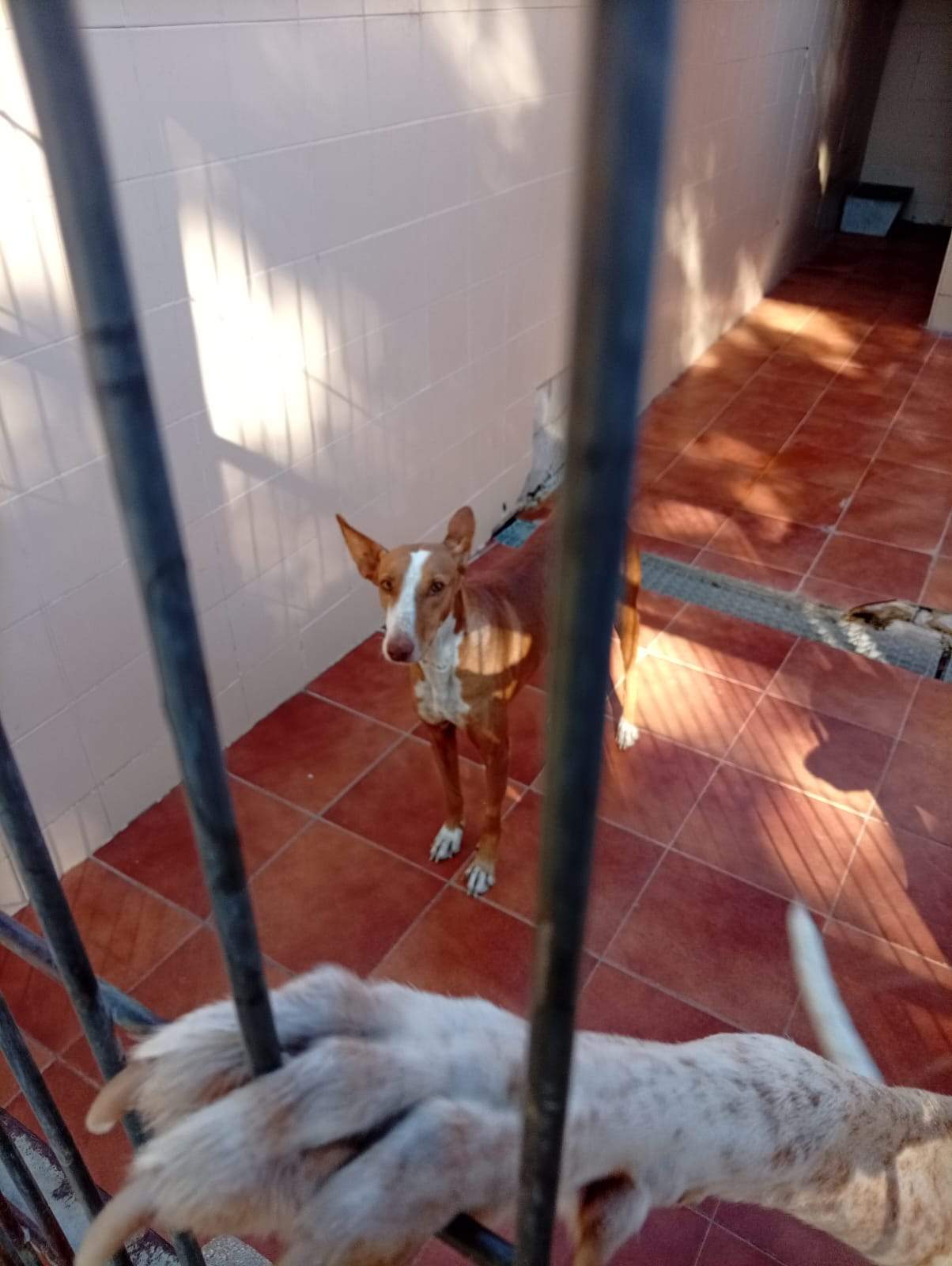 renata_1408285558178395