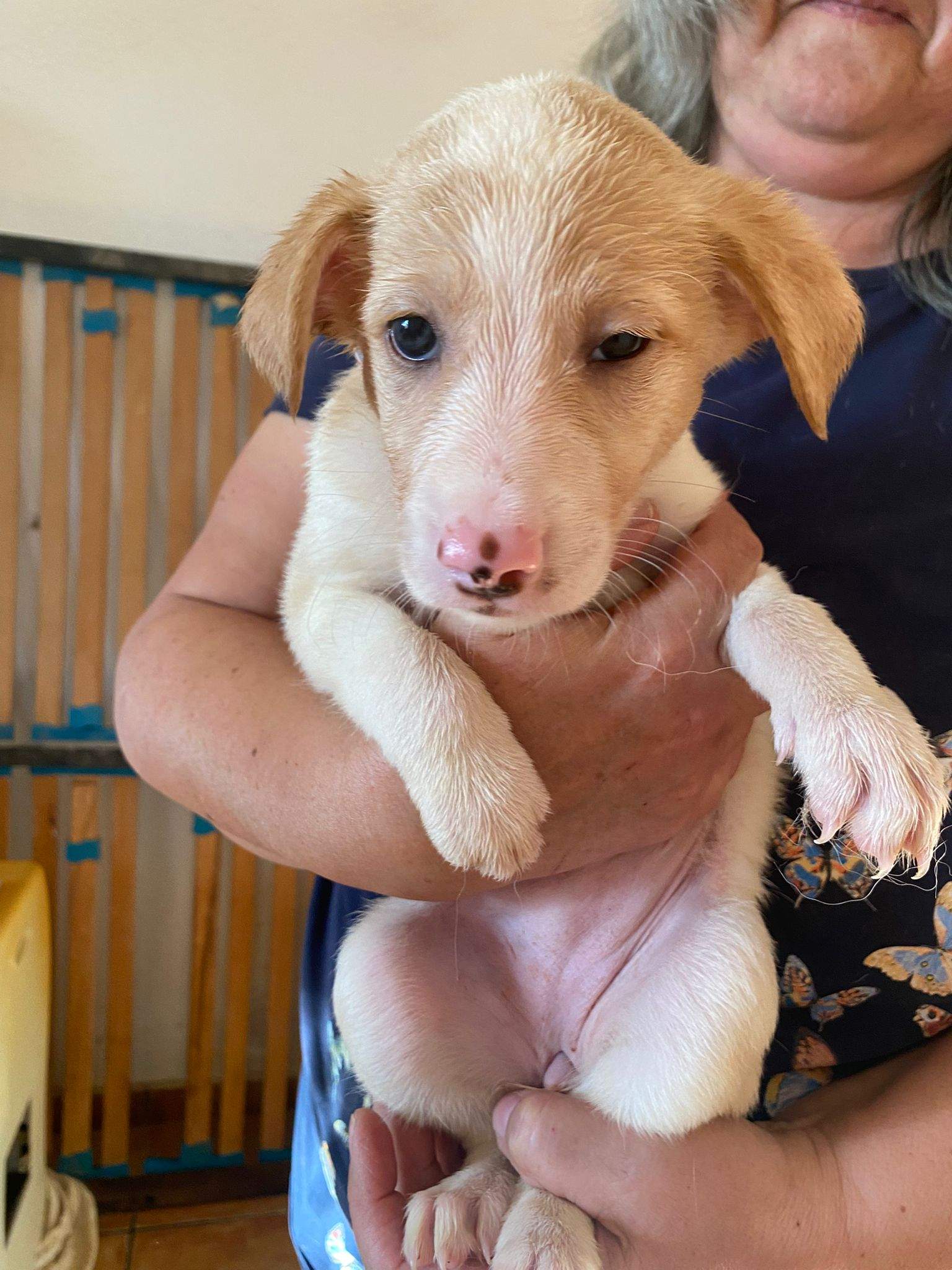 rosie-the-puppy_1231474779192808