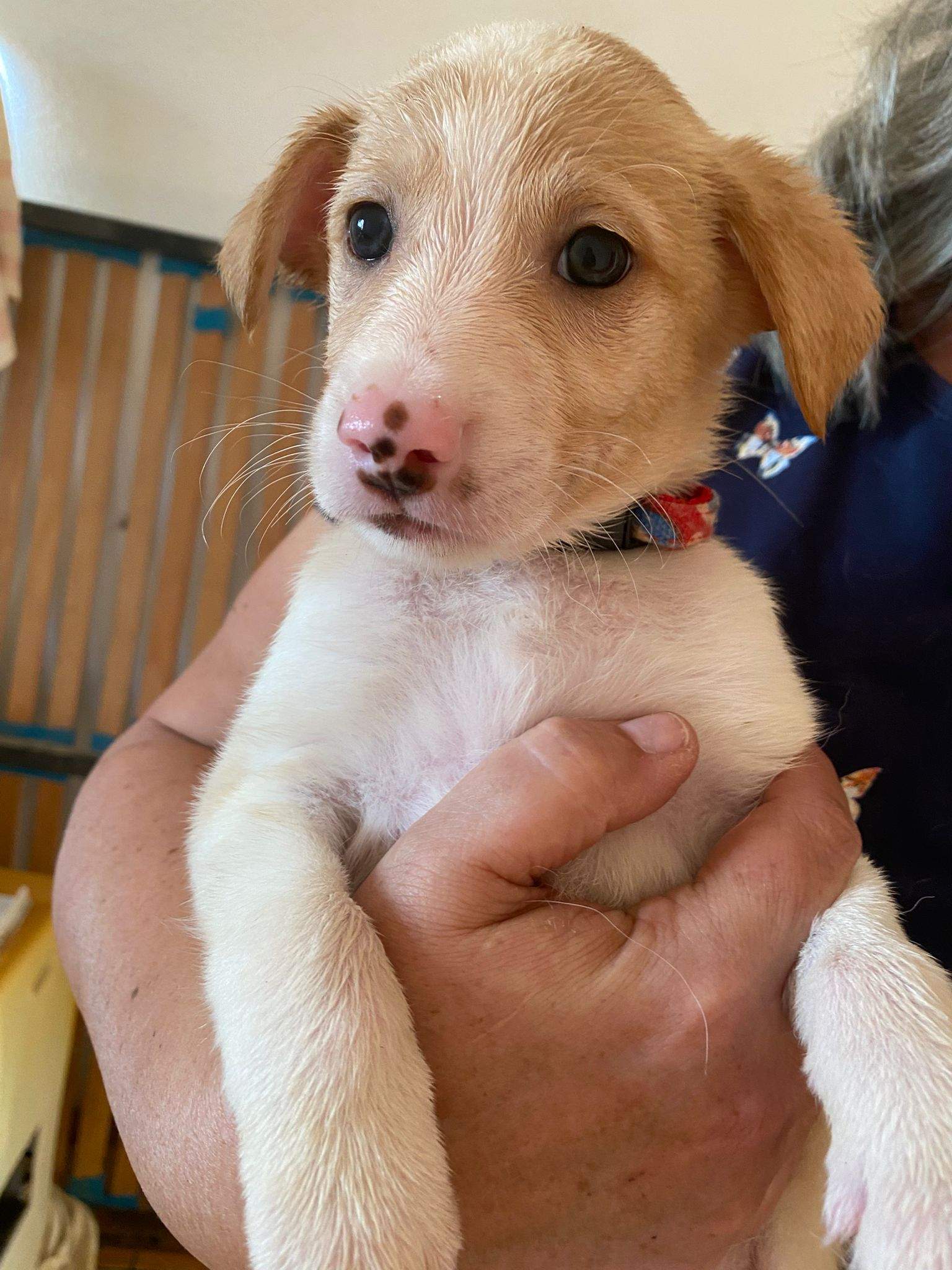 rosie-the-puppy_1231474792526140