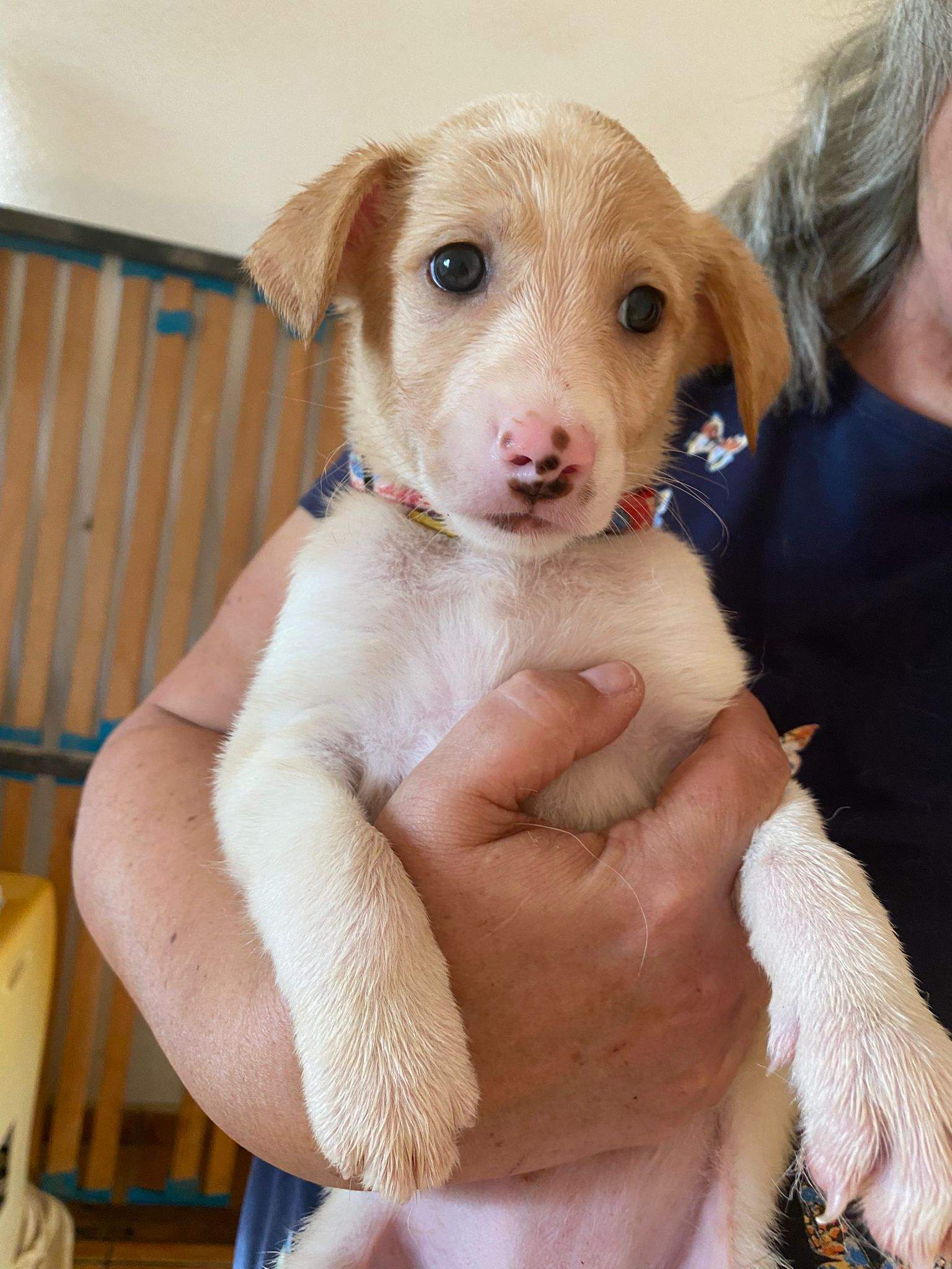 rosie-the-puppy_1231474855859467