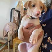 rosie-the-puppy_1231474889192797