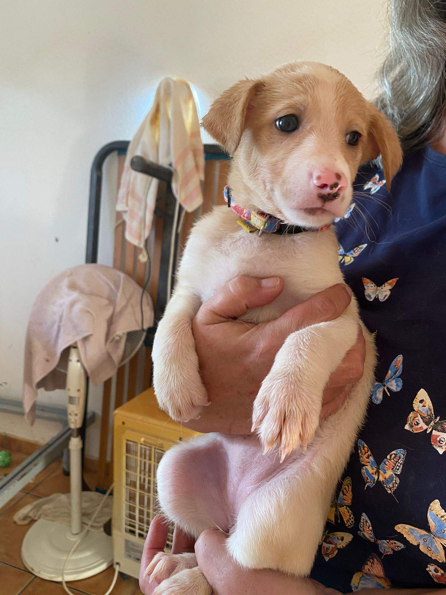 rosie-the-puppy_1231474889192797