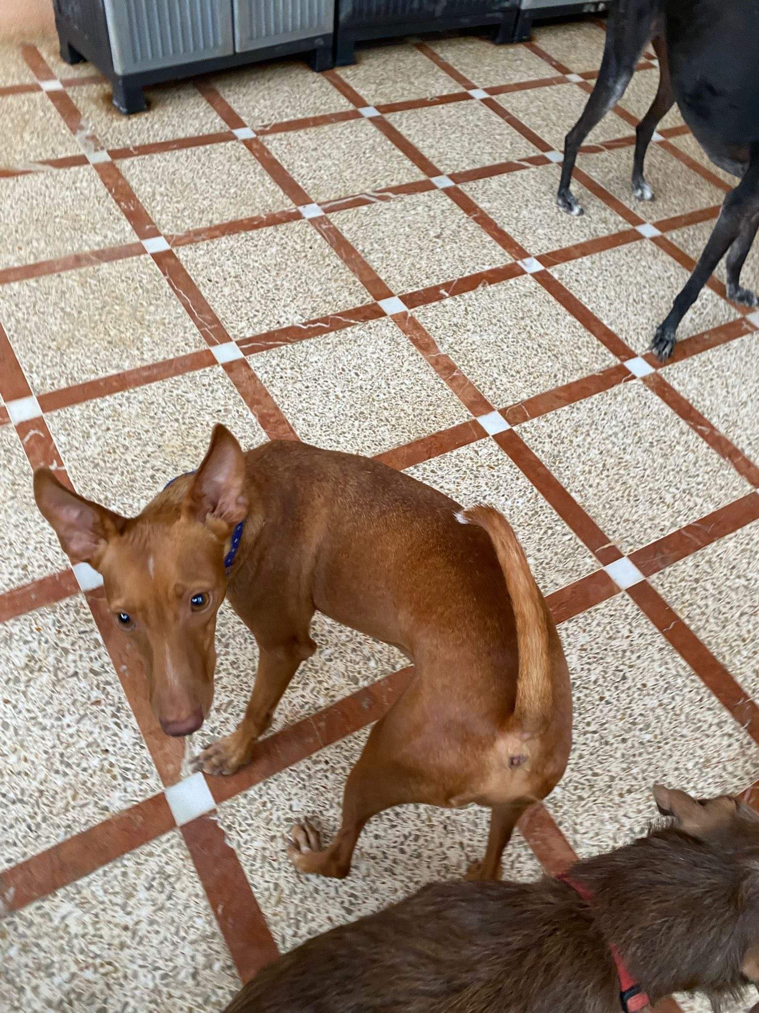 rufi_1061666199507001