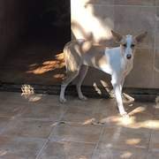 saffi_1419023377104613