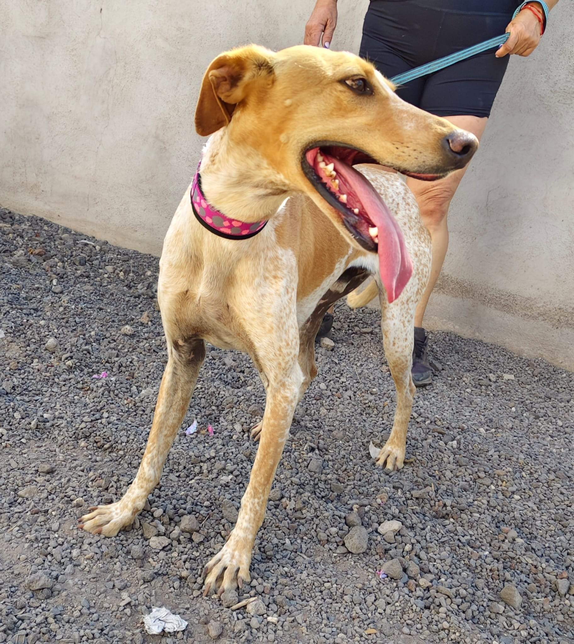 salih-sidoni_1157199649953655