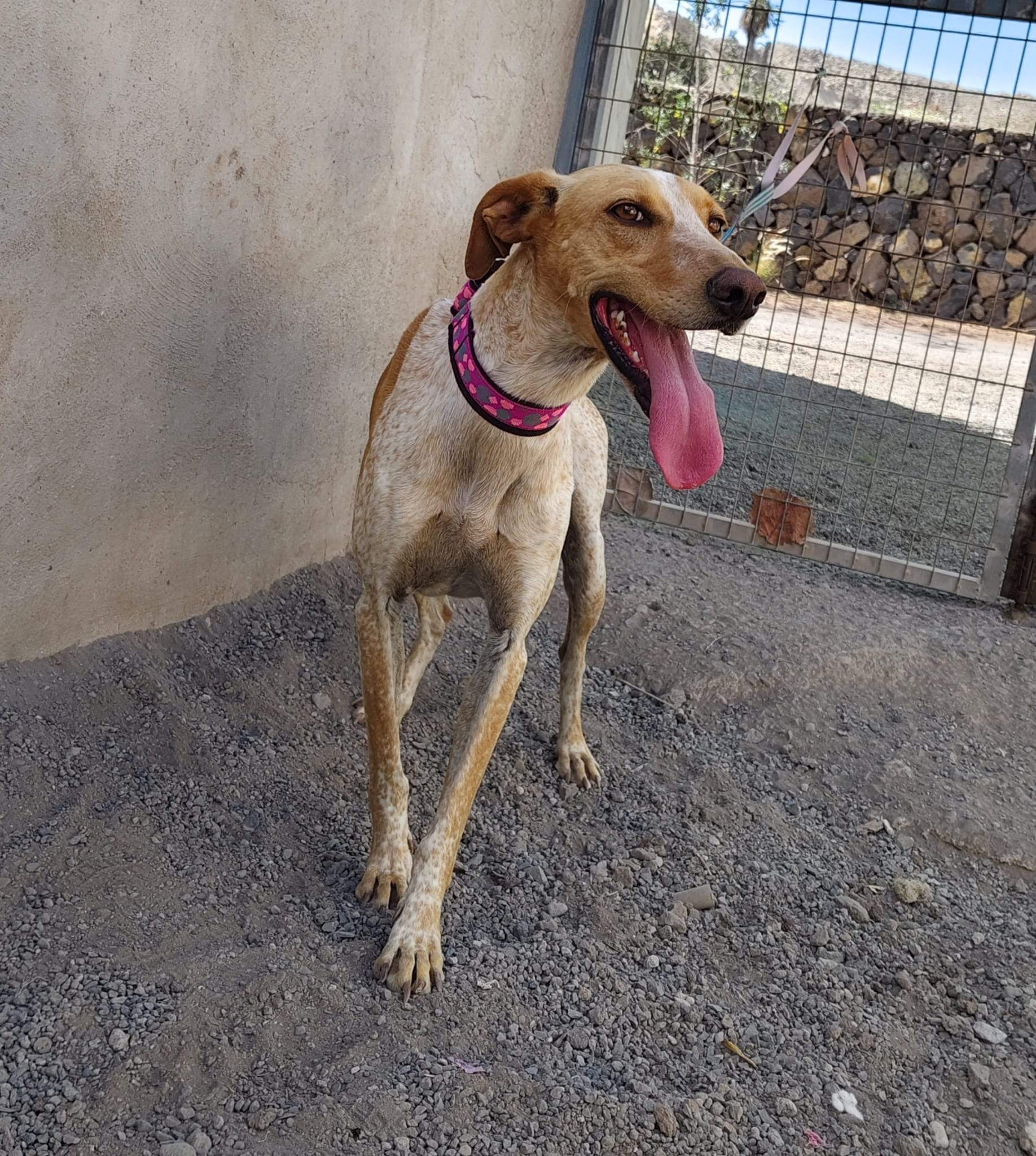 salih-sidoni_1157199739953646