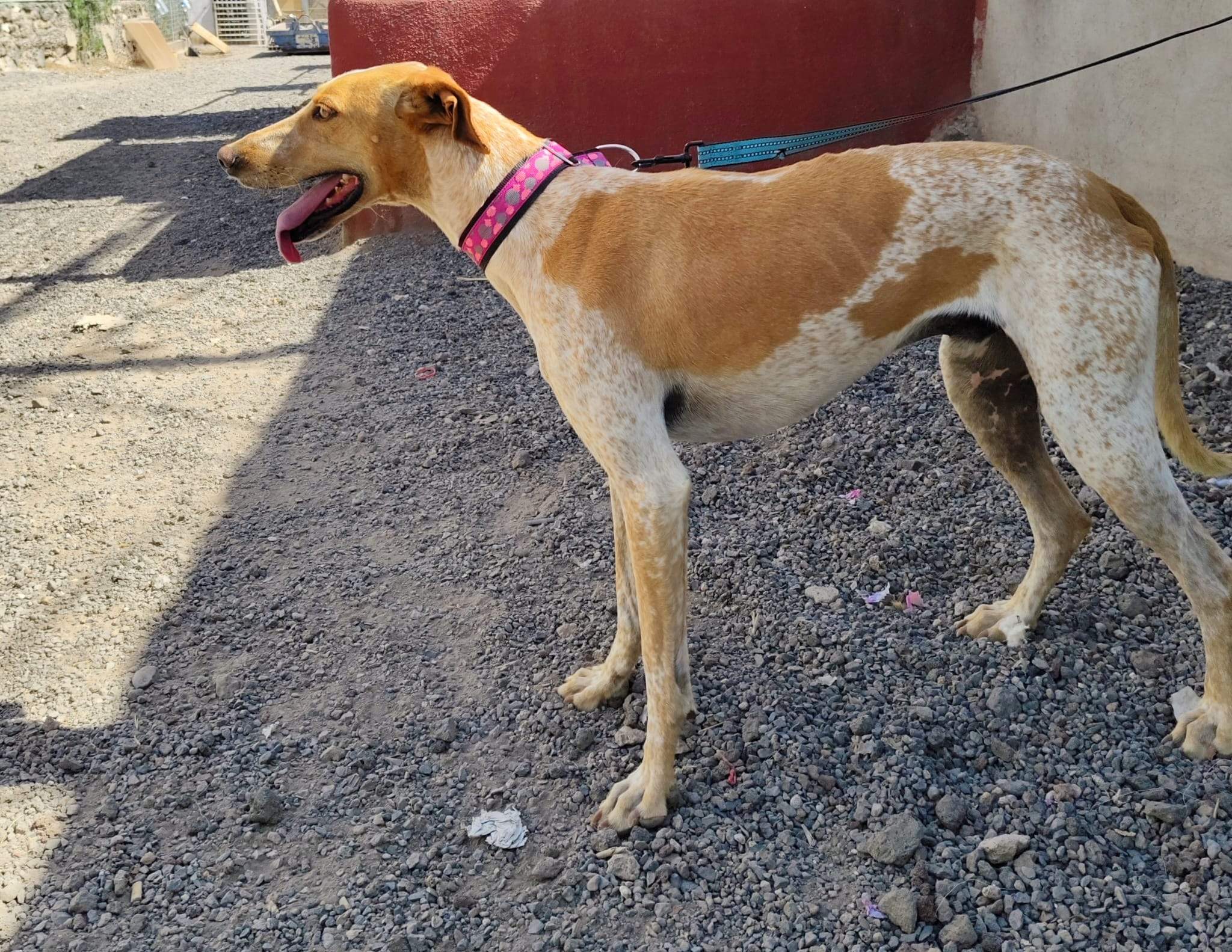 salih-sidoni_1157199883286965