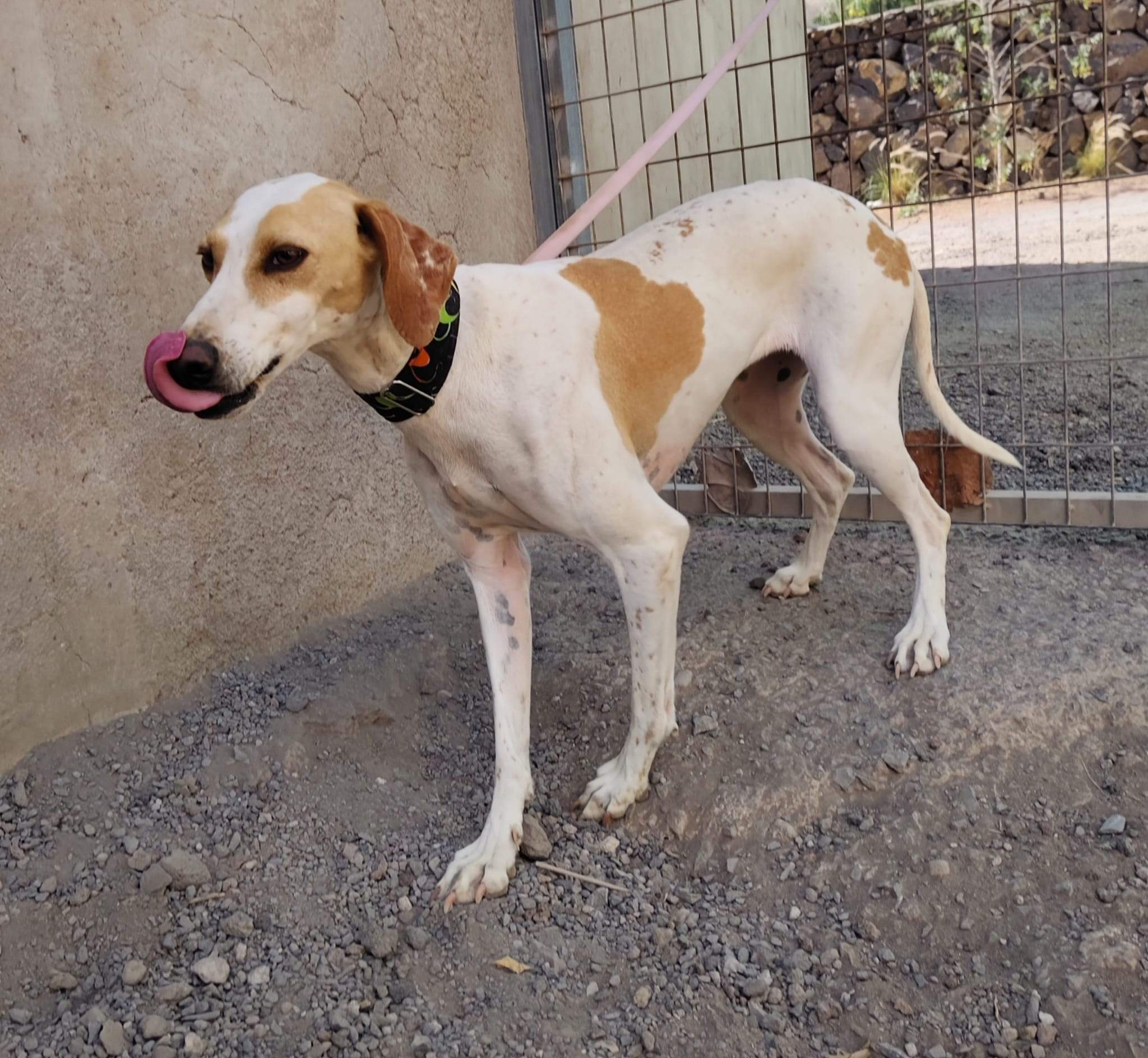 salih-sidoni_1157200436620243