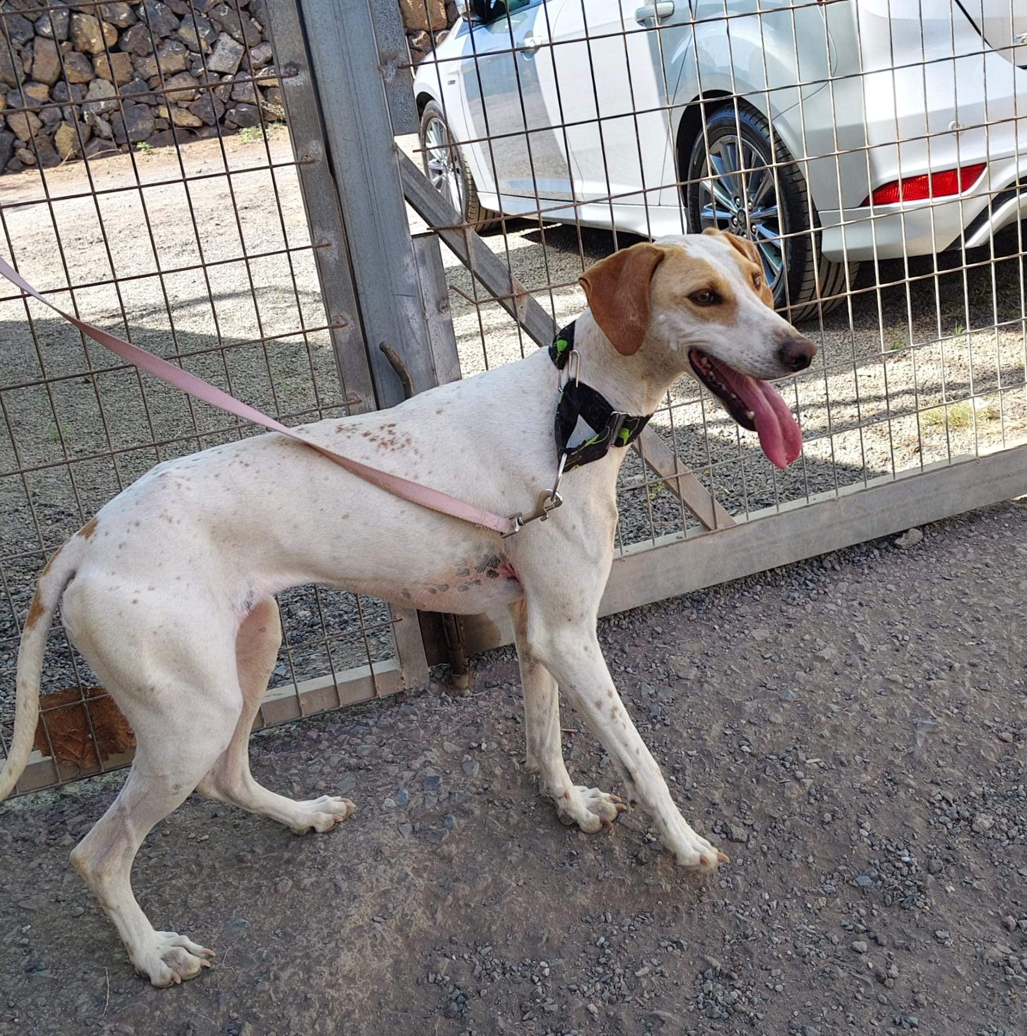 salih-sidoni_1157200586620228