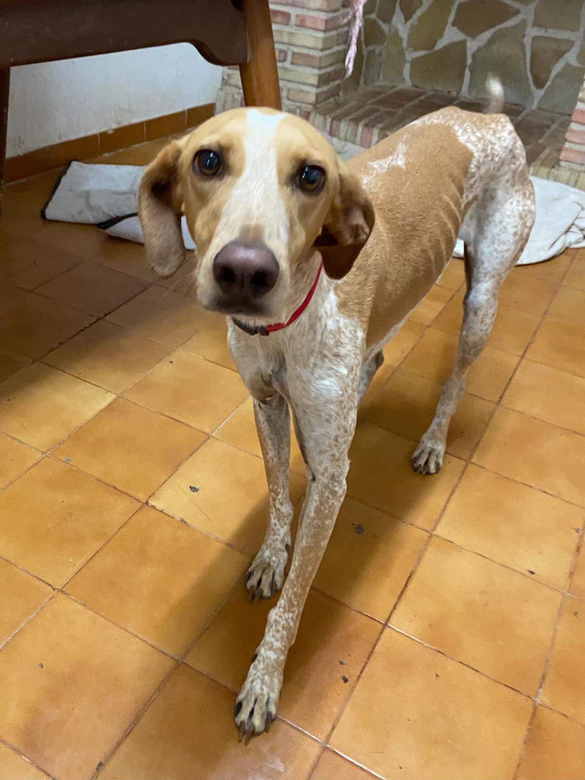 salih-sidoni_1157208803286073