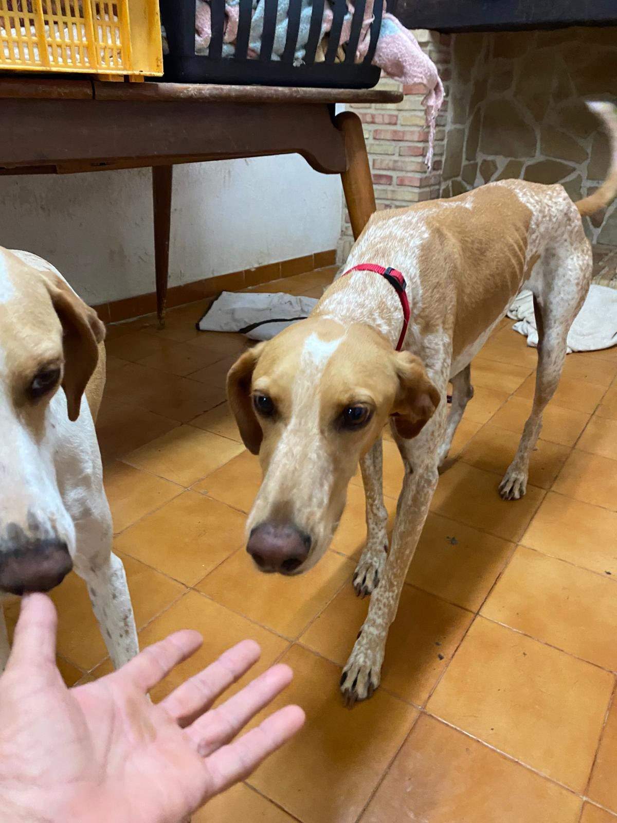 salih-sidoni_1157208813286072