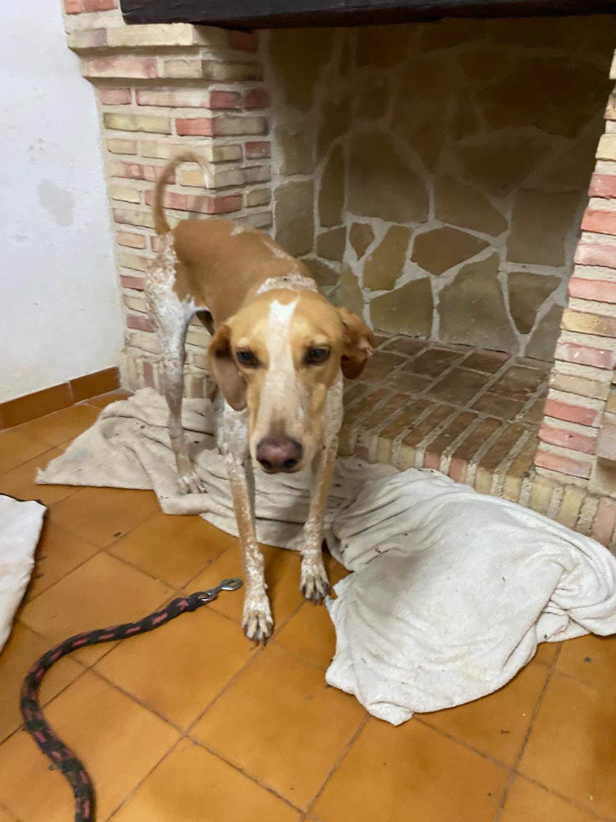 salih-sidoni_1157208886619398