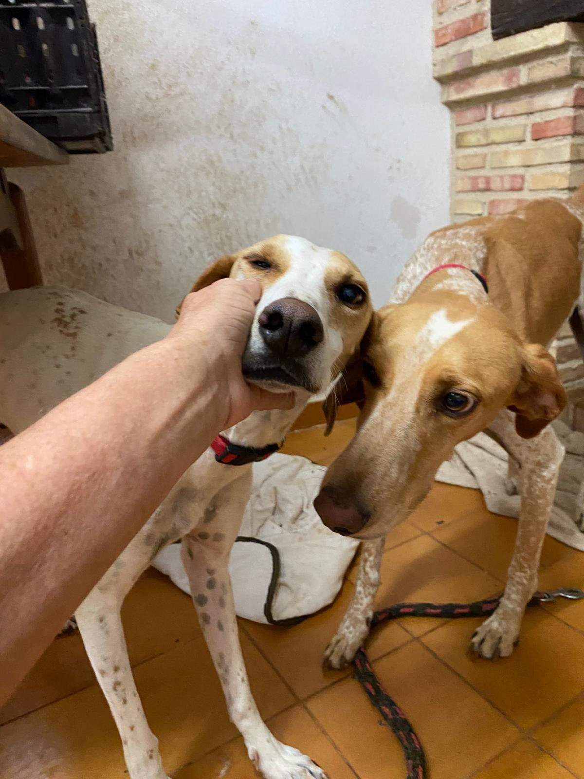 salih-sidoni_1157208893286064