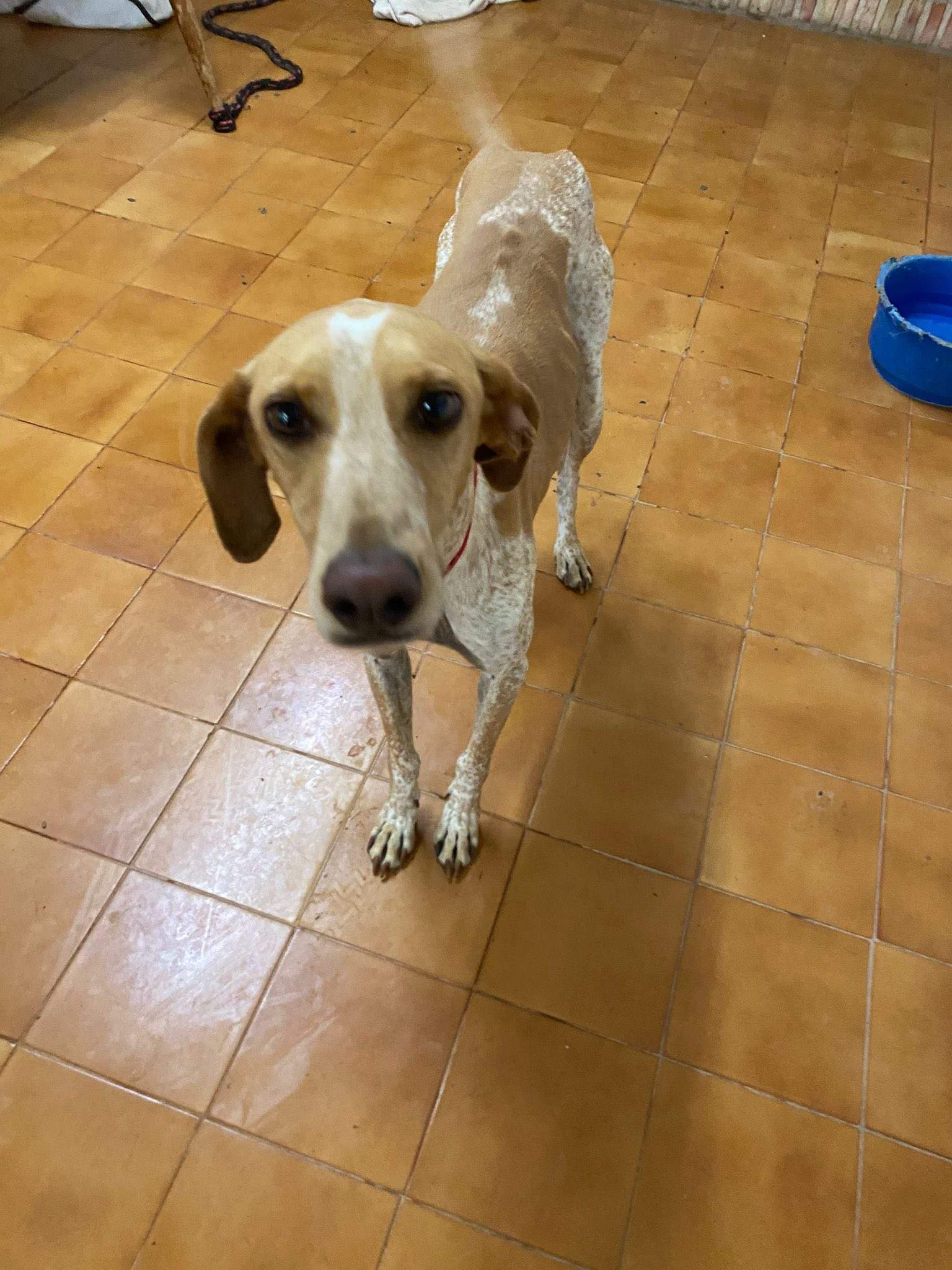 salih-sidoni_1157208933286060