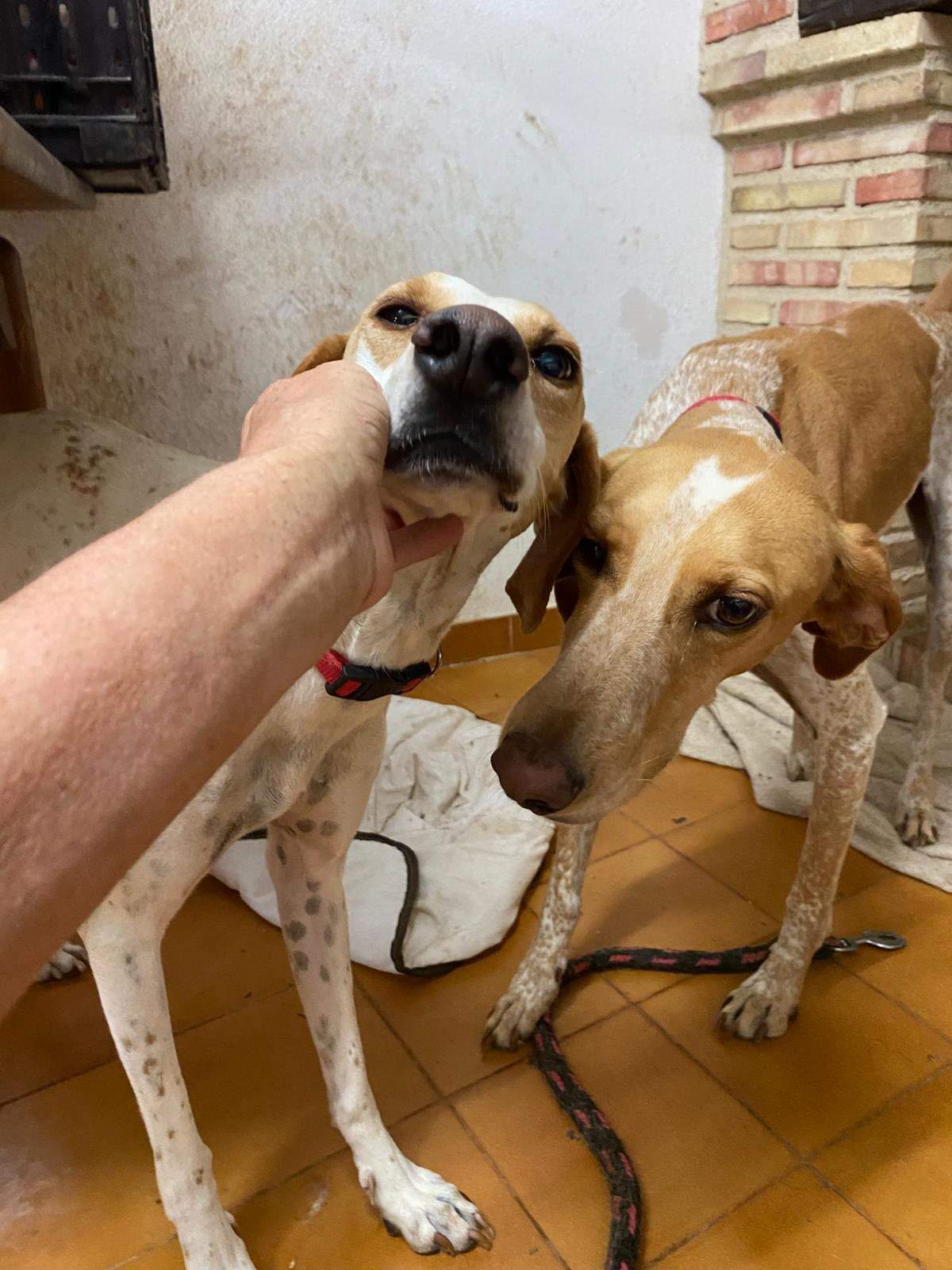 salih-sidoni_1157208986619388