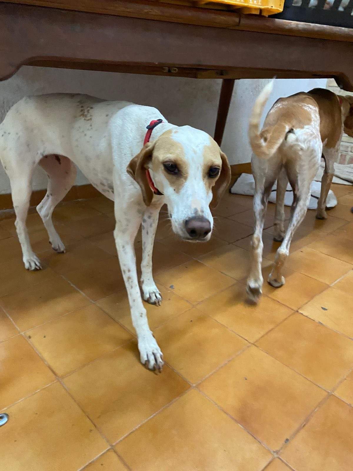 salih-sidoni_1157211079952512