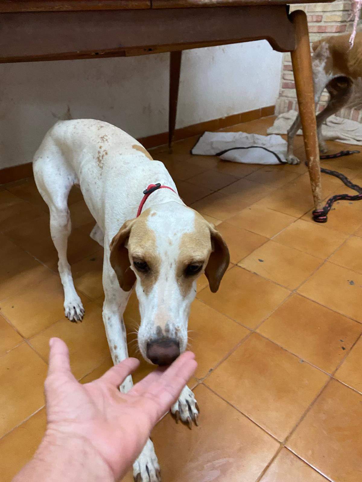 salih-sidoni_1157211156619171