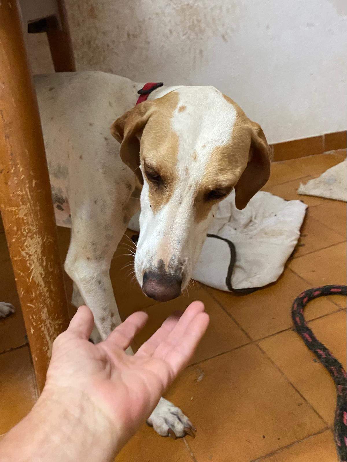 salih-sidoni_1157211173285836