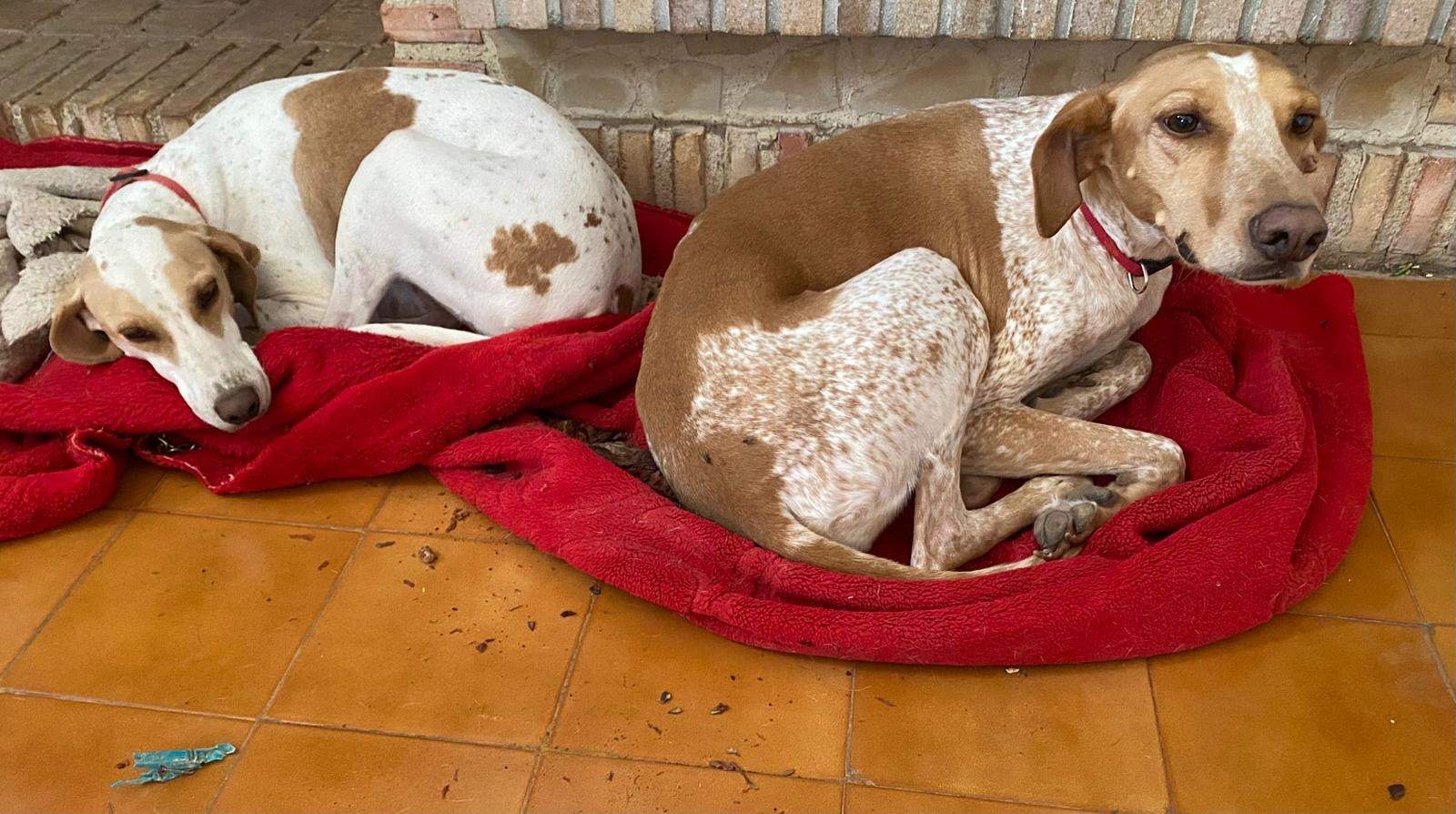 salih-sidoni_1166277802379173