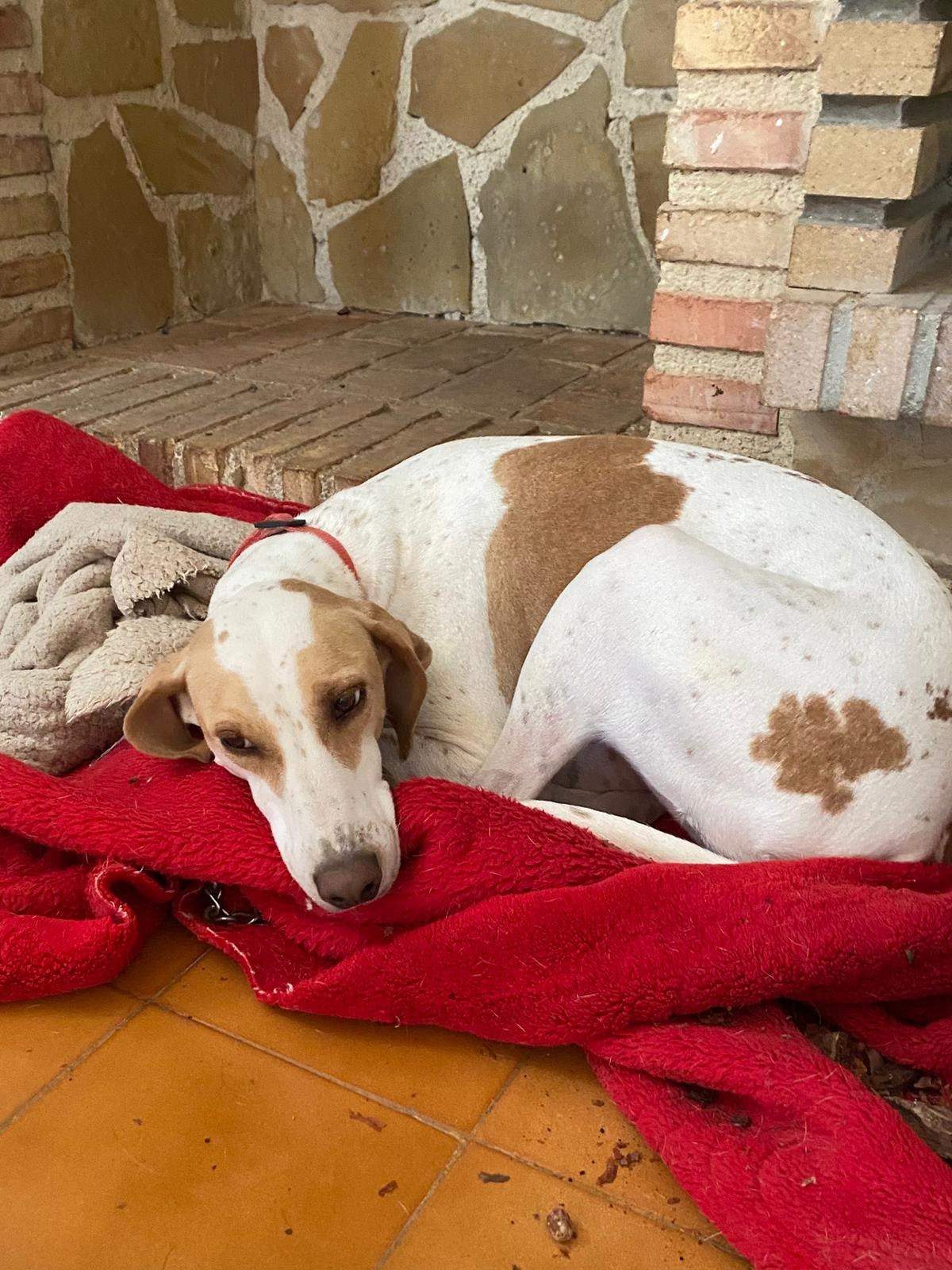 salih-sidoni_1166277859045834