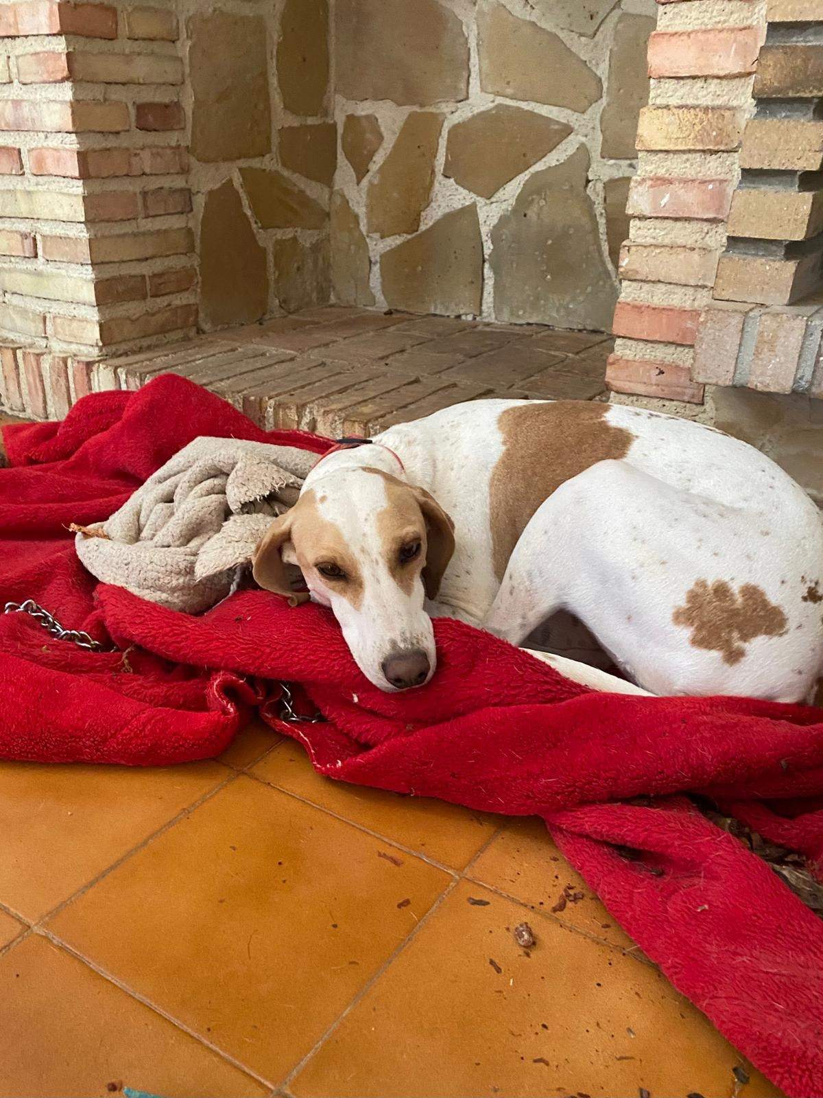 salih-sidoni_1166277889045831