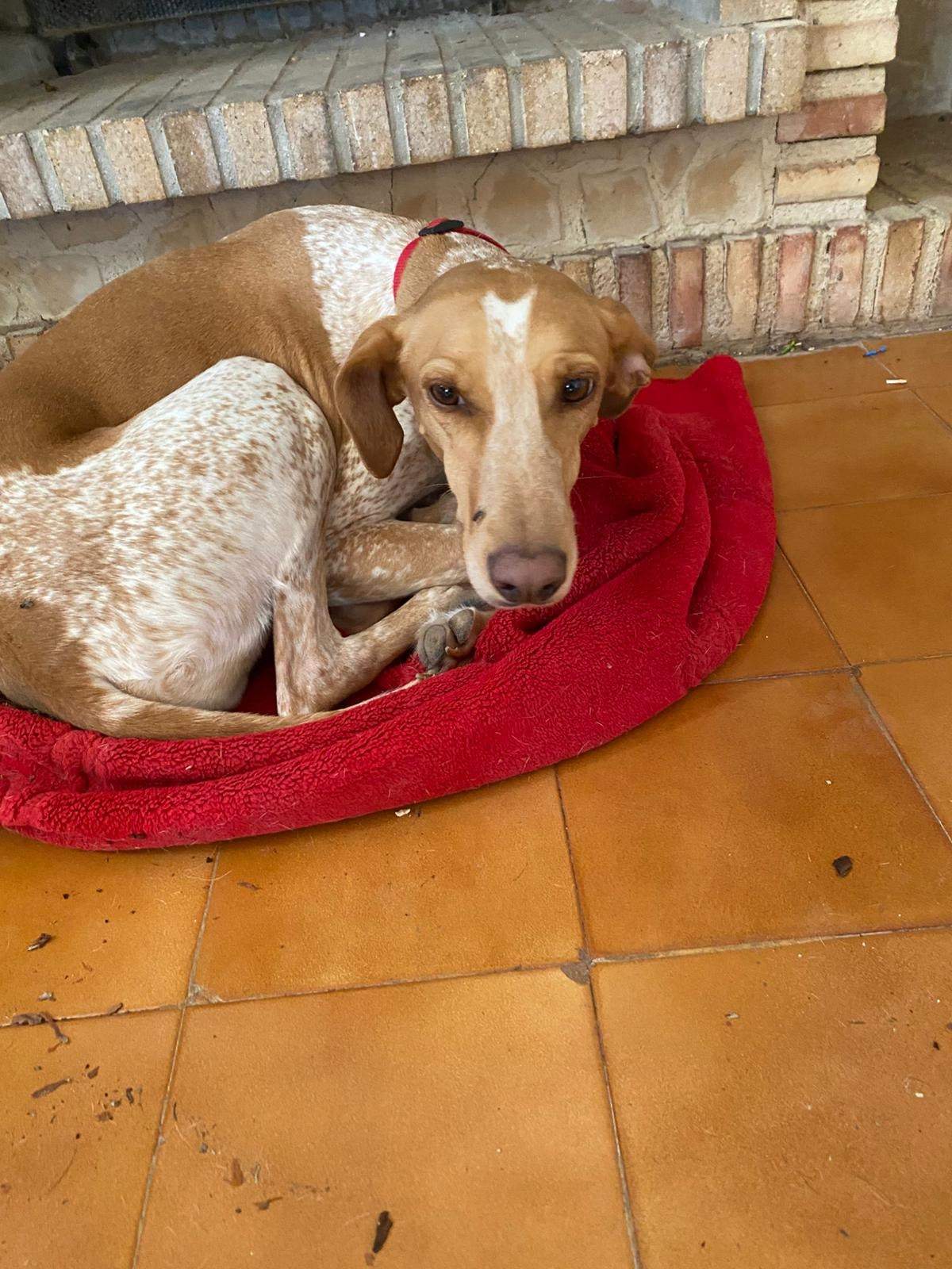 salih-sidoni_1166277912379162