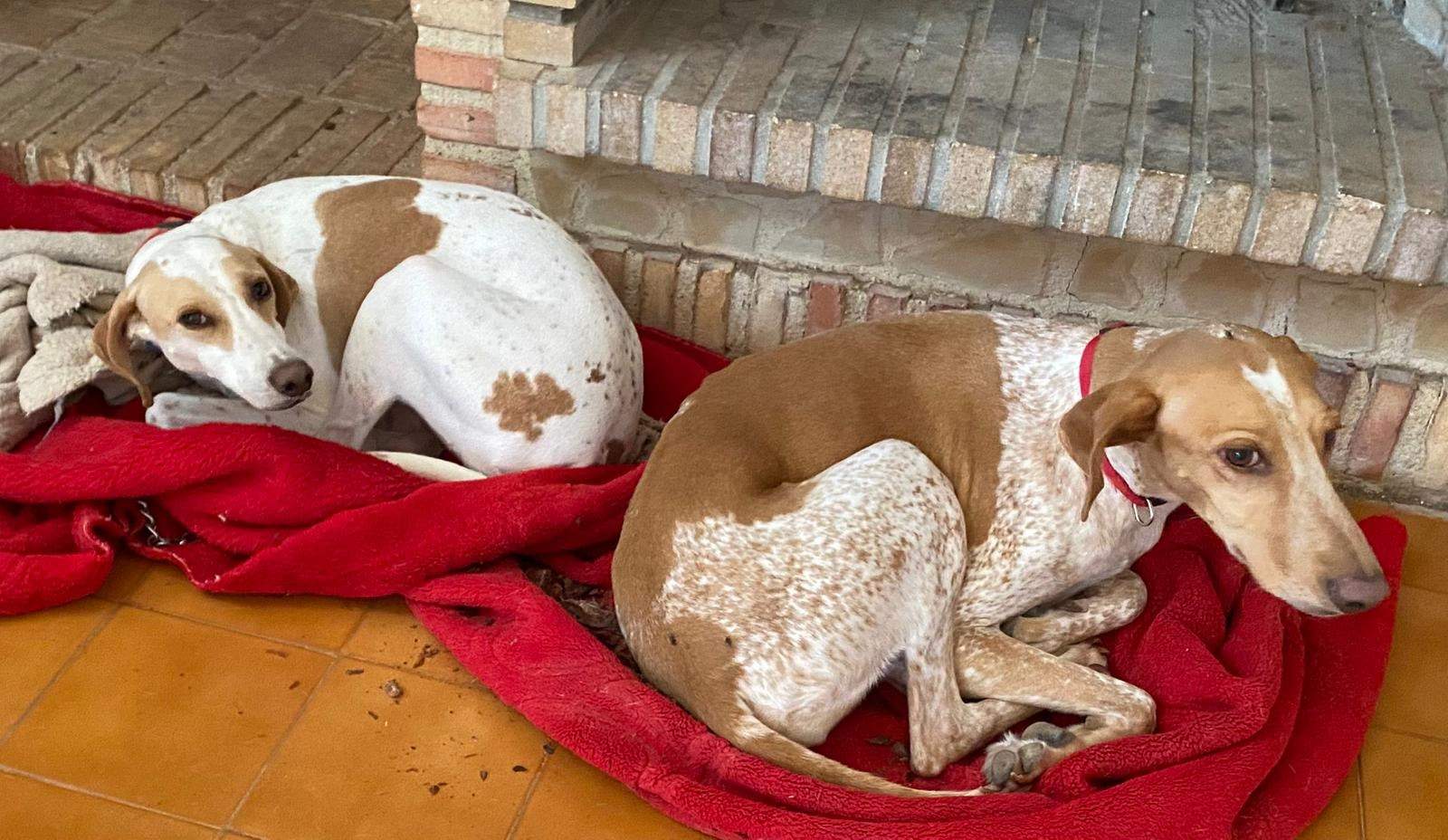 salih-sidoni_1166277992379154