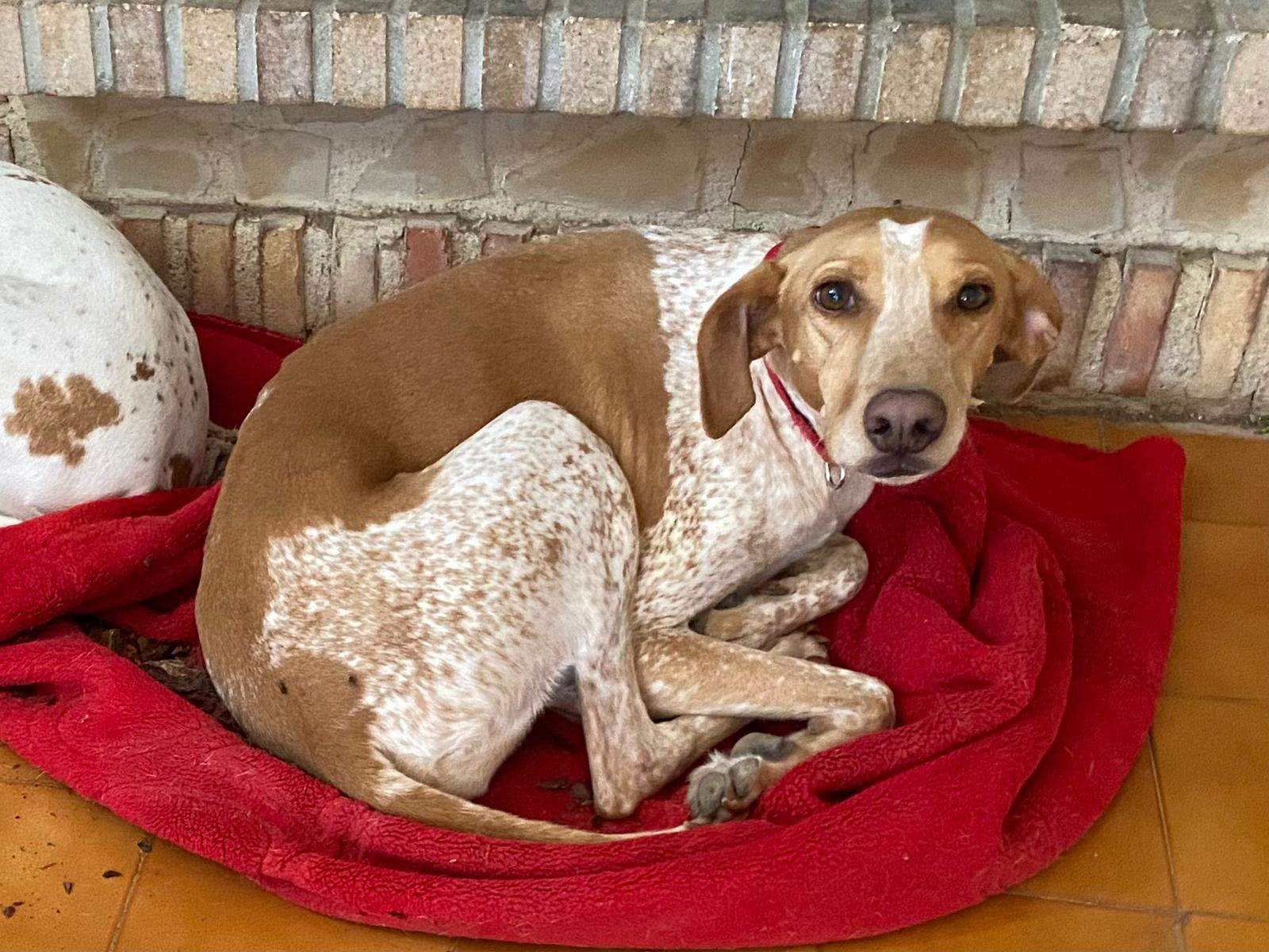 salih-sidoni_1166278022379151