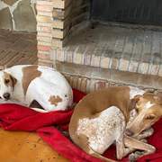 salih-sidoni_1166278062379147