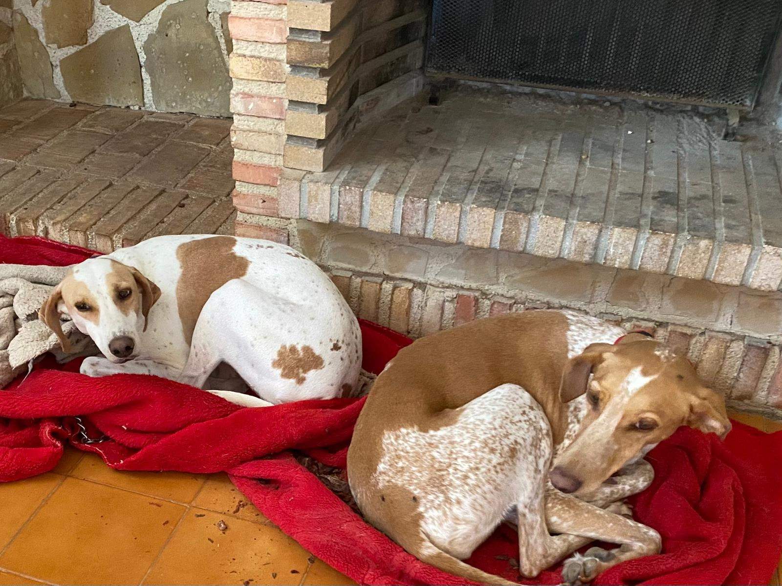 salih-sidoni_1166278062379147