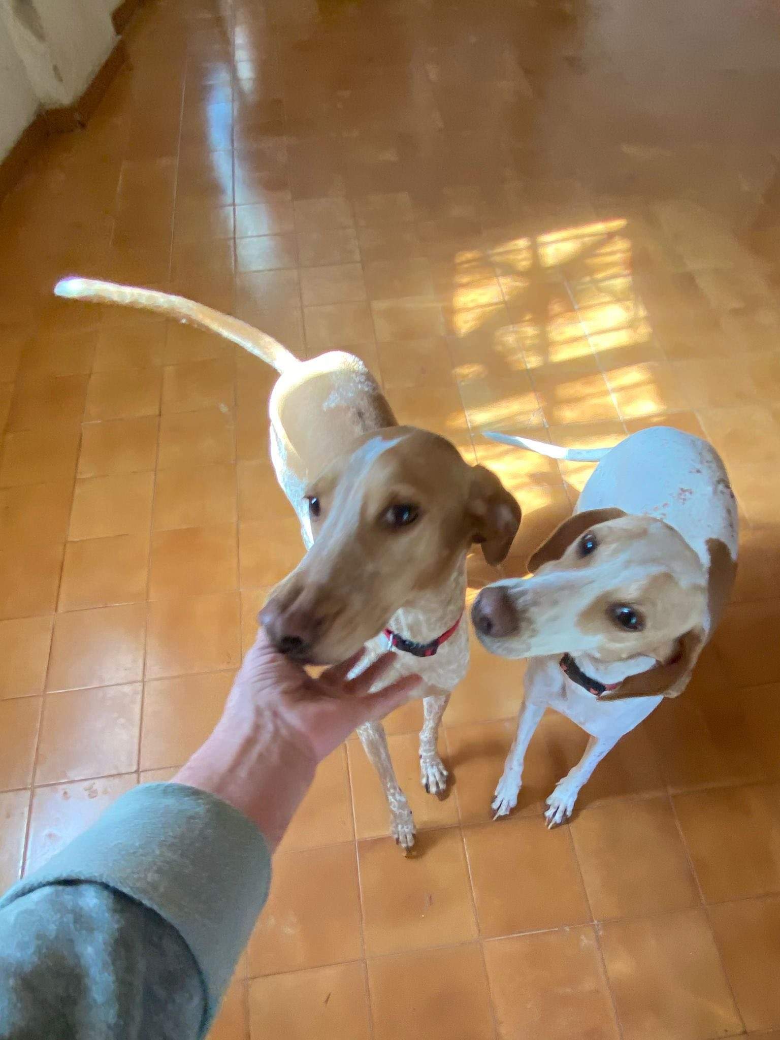 salih-sidoni_1229872626019690