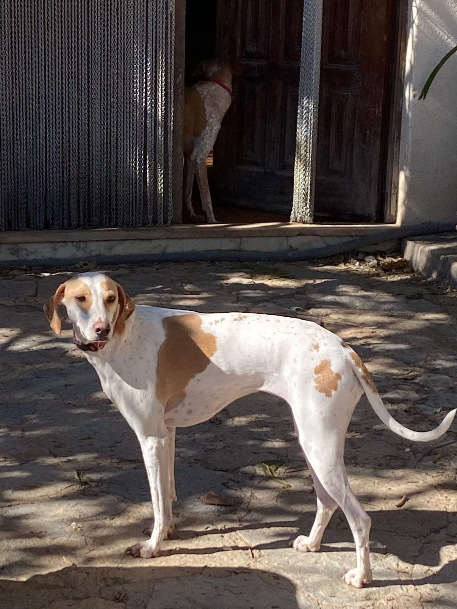 salih-sidoni_1229872679353018