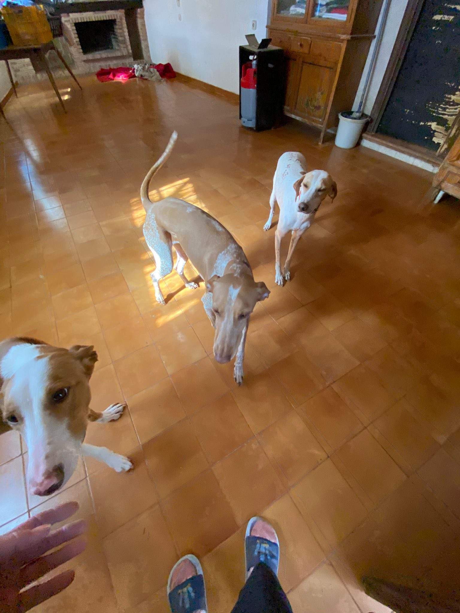 salih-sidoni_1229872696019683