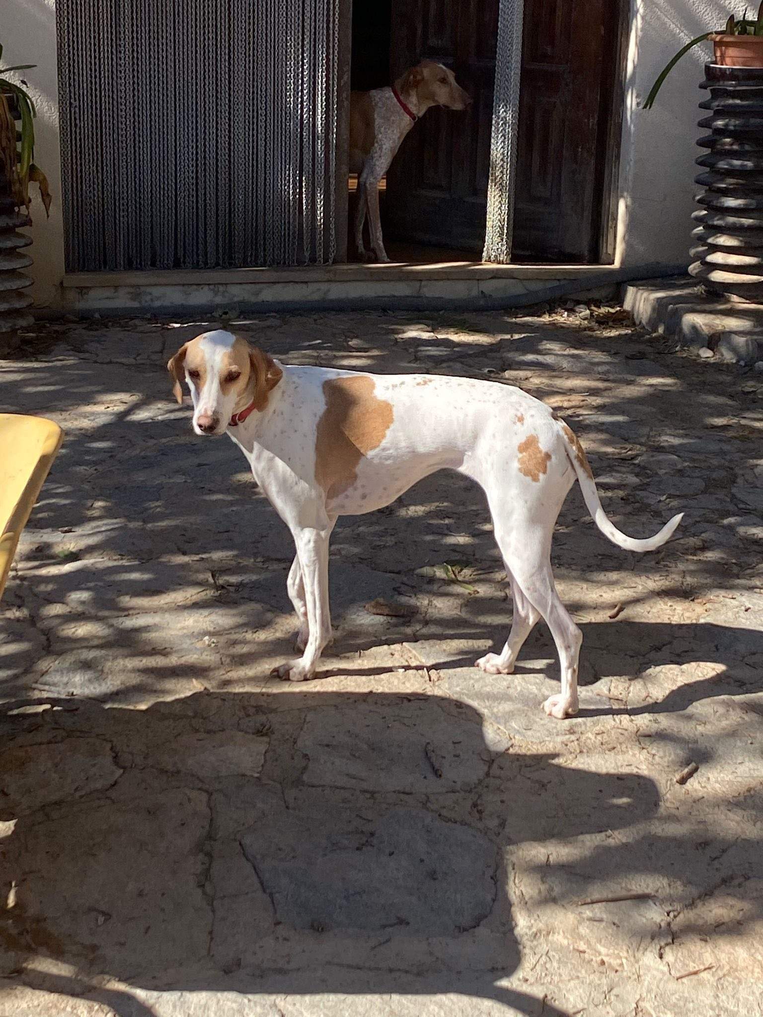 salih-sidoni_1229872722686347